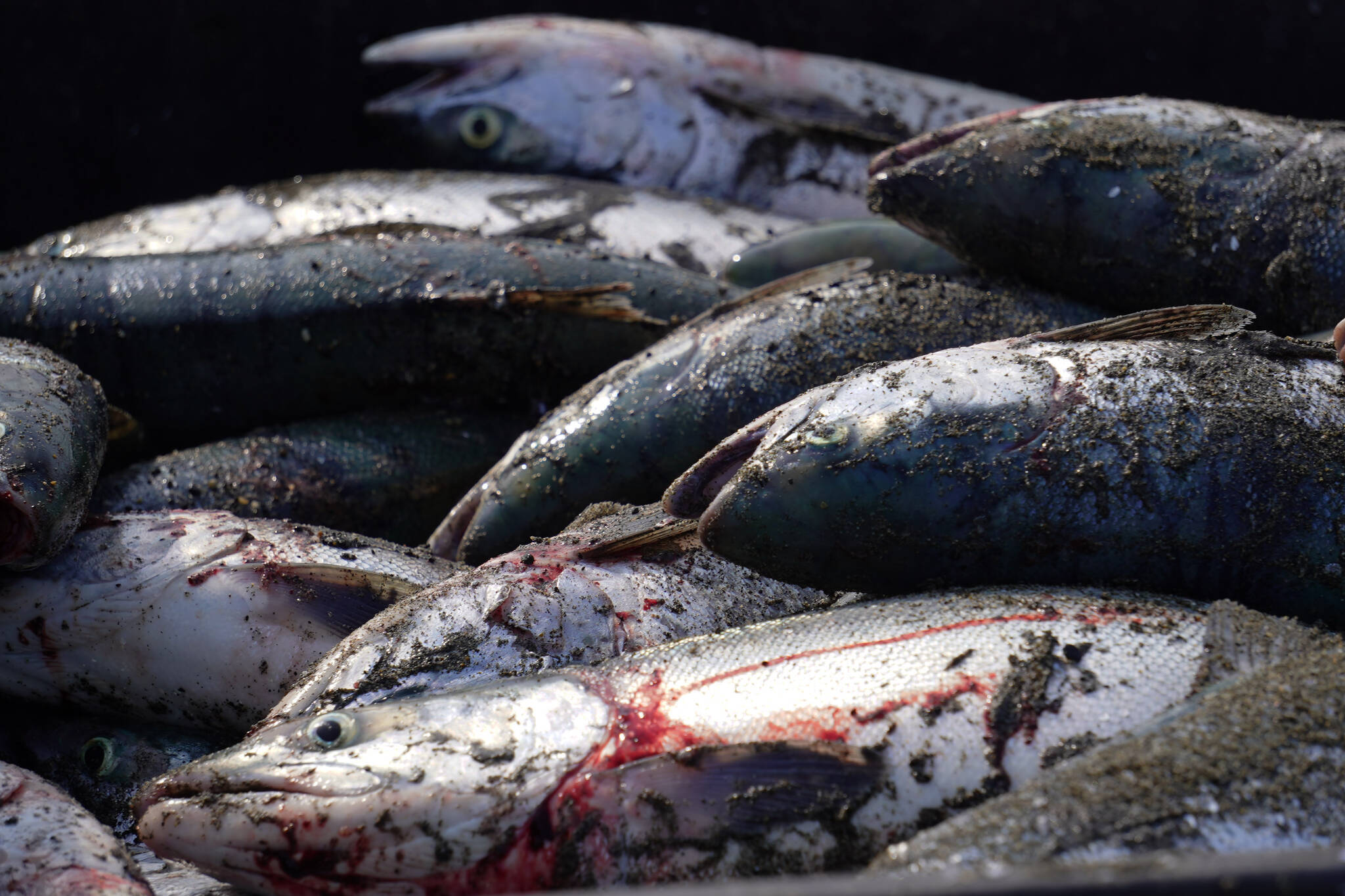 Sockeye salmon are piled together at a test site for selective harvest setnet gear in Kenai, Alaska, on Tuesday, July 25, 2023. (Jake Dye/Peninsula Clarion)