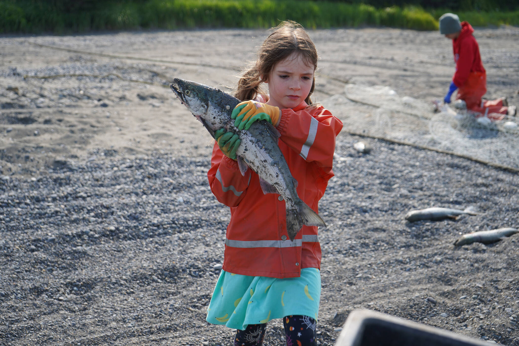 Carmen Hollier carries a sockeye salmon to a large container at a test site for selective harvest setnet gear in Kenai, Alaska, on Tuesday, July 25, 2023. (Jake Dye/Peninsula Clarion)