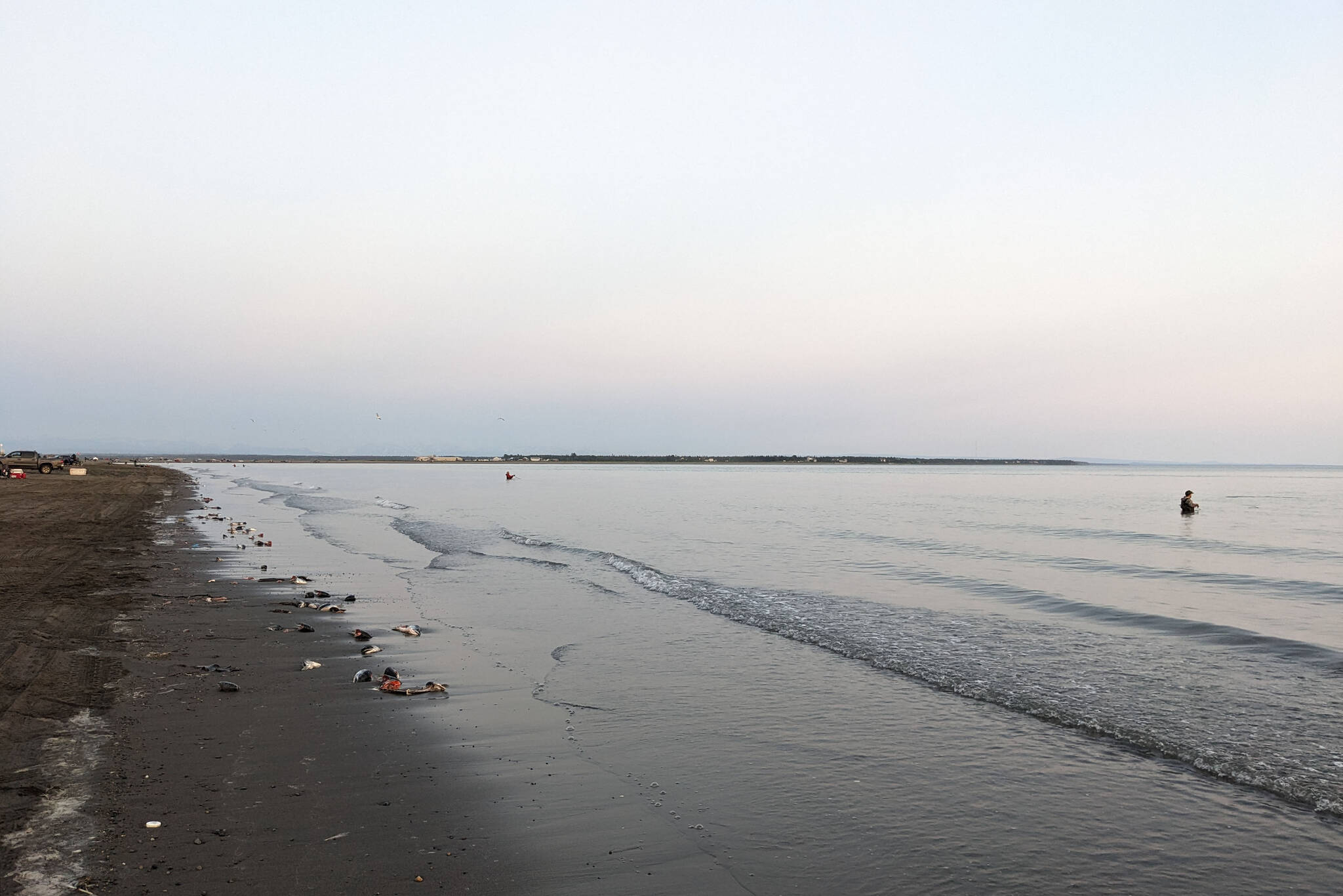 Sockeye salmon carcasses line the shore at North Kenai Beach, Tuesday, July 25, 2023, in Kenai, Alaska. The daily number of sockeye salmon counted by sonar in the Kenai River surpassed 100,000 for the first time this year on Tuesday. (Photo by Erin Thompson/Peninsula Clarion)