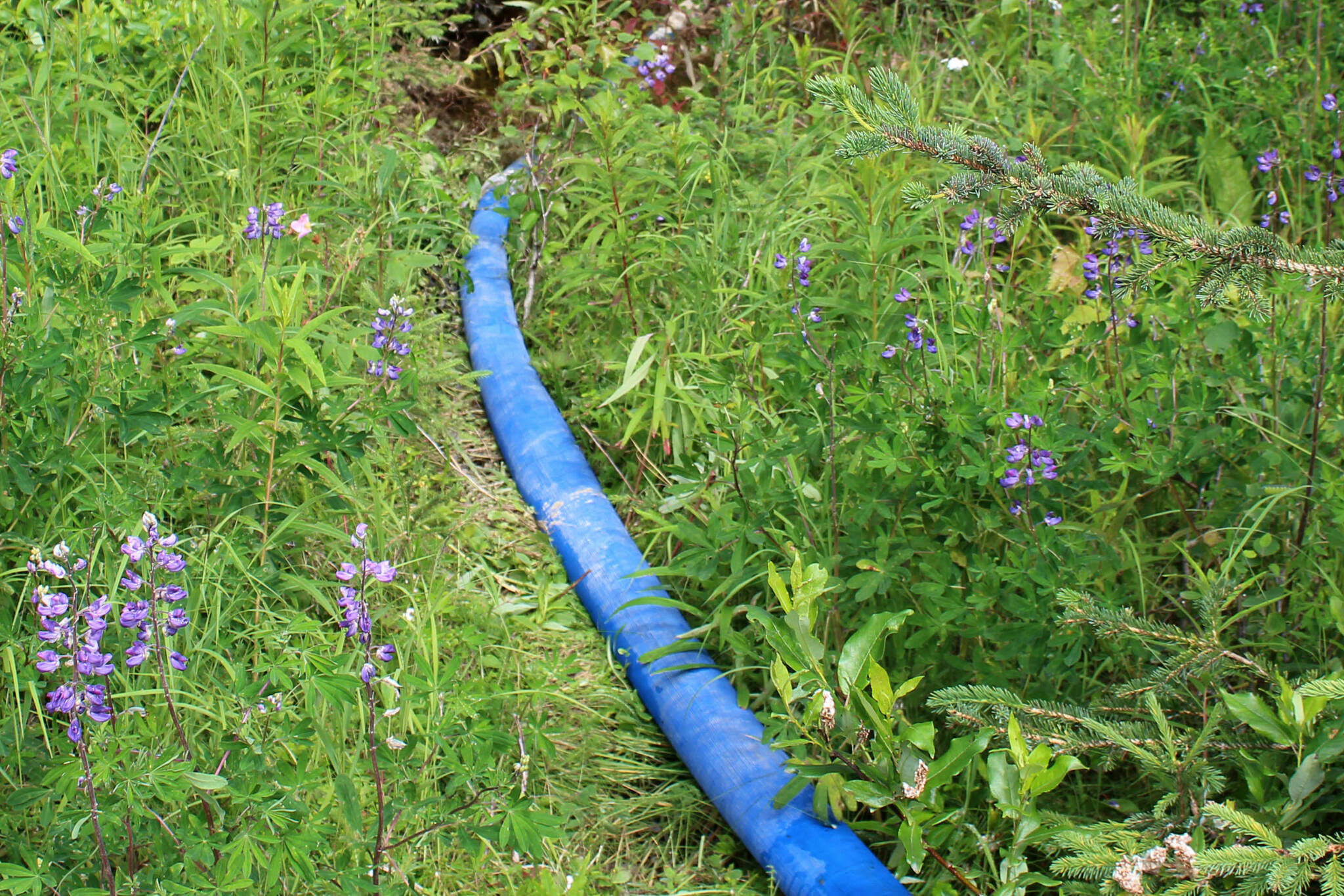 A hose pumps water to help mitigate flooding near Kalifornsky Beach Rd. on Friday, July 21, 2023 near Kenai, Alaska. (Ashlyn O’Hara/Peninsula Clarion)