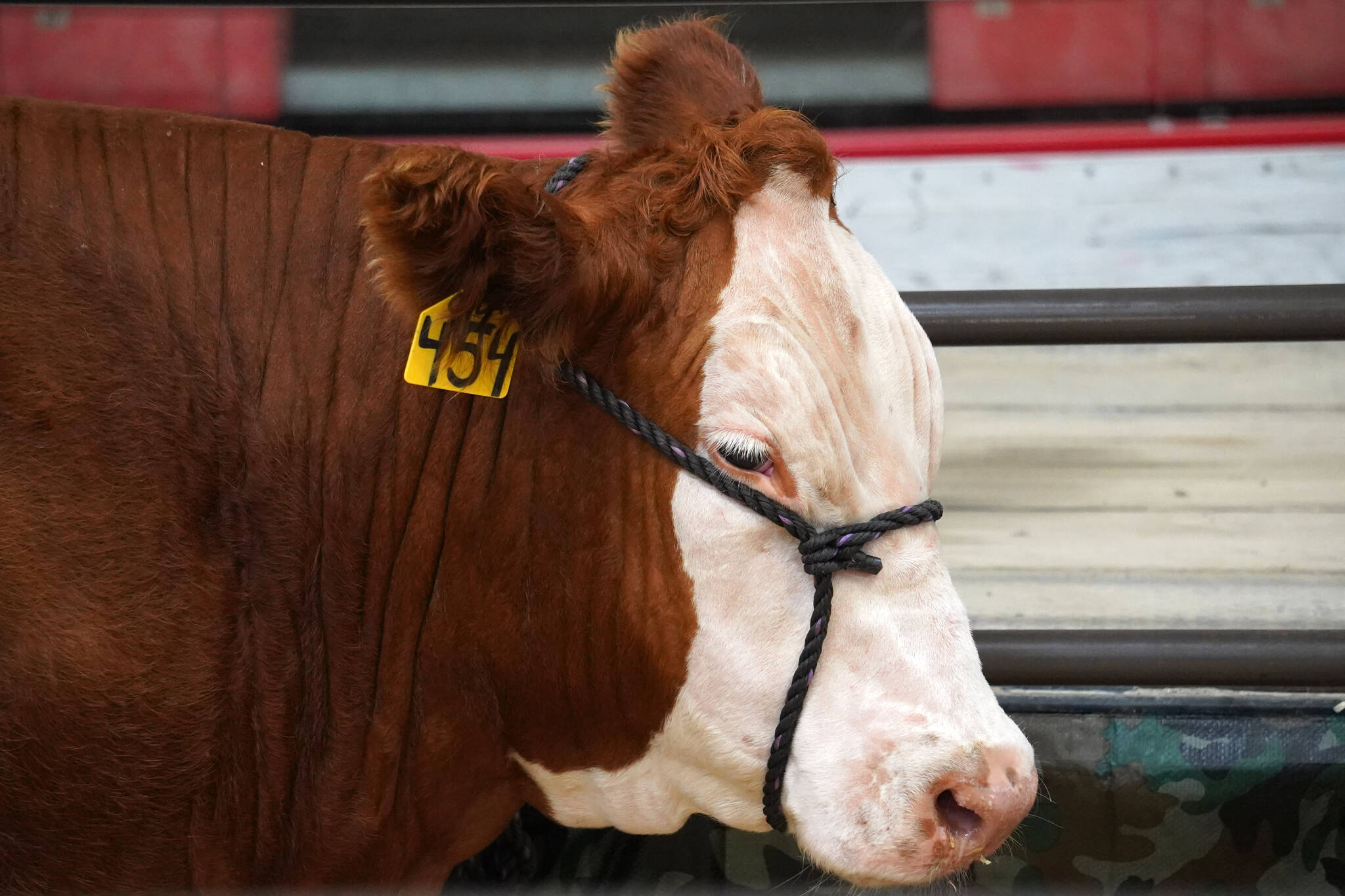 Armageddon waits to be shown at the Kenai Peninsula District 4-H Agriculture Expo on Friday, Aug. 4, 2023, at the Soldotna Regional Sports Complex in Soldotna, Alaska. (Jake Dye/Peninsula Clarion)