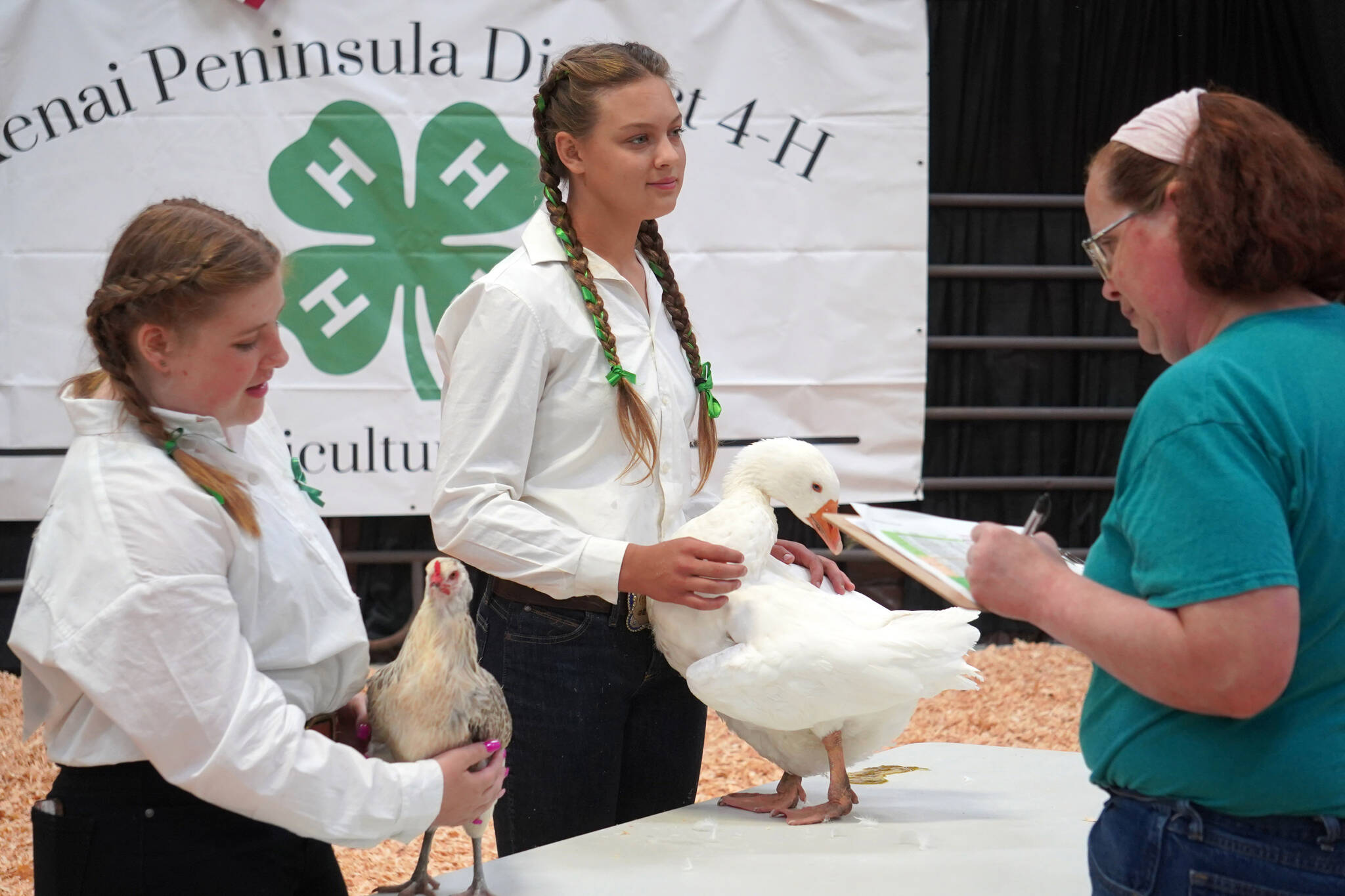 Kelsey Gravelle shows a hen named Frego and Abigail Price shows a goose named Sarah to Judge Mary Tryon at the Kenai Peninsula District 4-H Agriculture Expo on Friday, Aug. 4, 2023, at the Soldotna Regional Sports Complex in Soldotna, Alaska. (Jake Dye/Peninsula Clarion)