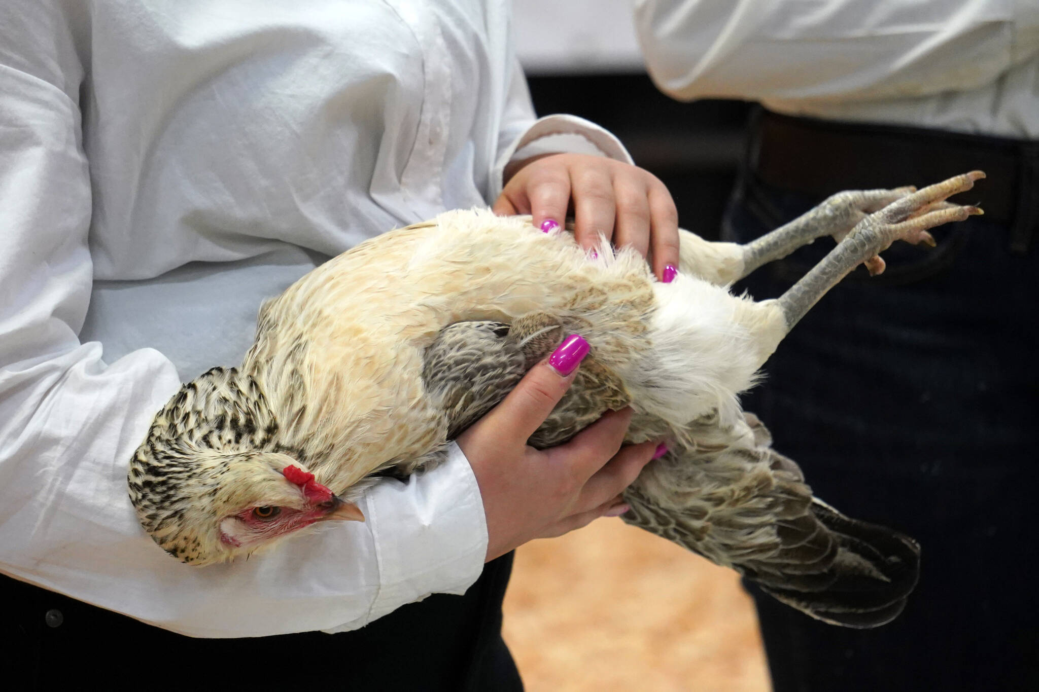 Kelsey Gravelle shows her hen Frego at the Kenai Peninsula District 4-H Agriculture Expo on Friday, Aug. 4, 2023, at the Soldotna Regional Sports Complex in Soldotna, Alaska. (Jake Dye/Peninsula Clarion)