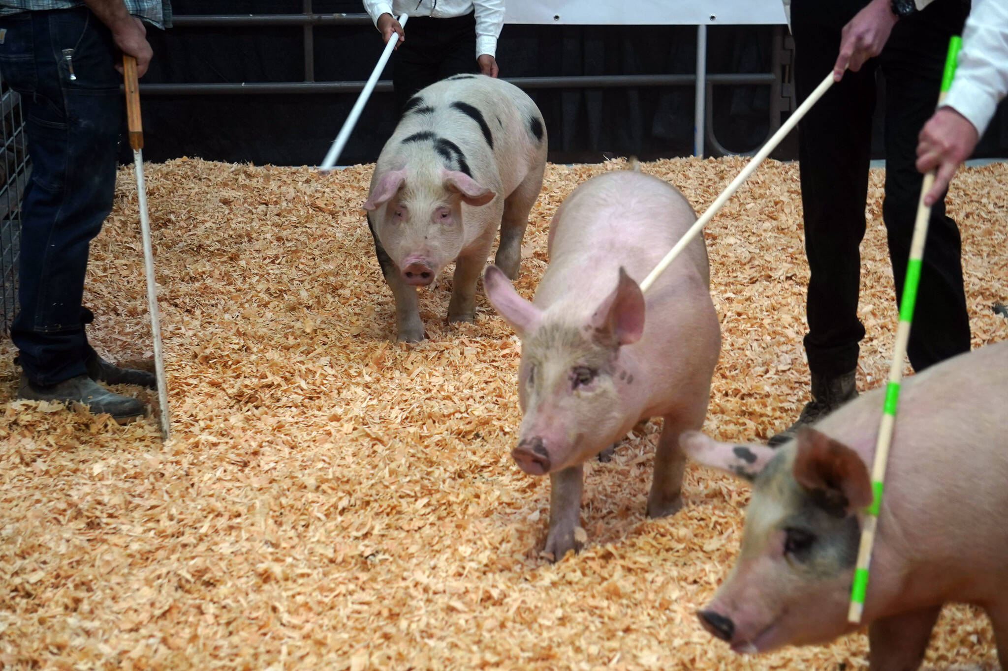 Pigs mill about at the Kenai Peninsula District 4-H Agriculture Expo on Friday, Aug. 4, 2023, at the Soldotna Regional Sports Complex in Soldotna, Alaska. (Jake Dye/Peninsula Clarion)
