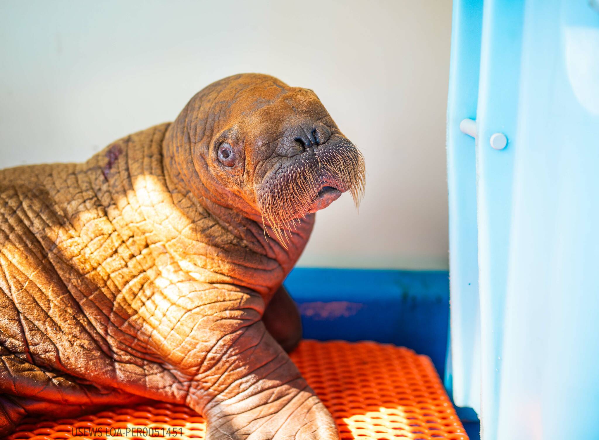 The walrus patient admitted to the Alaska SeaLife Center Wildlife Response Program on Aug. 1,
2023, from the North Slope of Alaska. (Photo courtesy Kaiti Grant/Alaska SeaLife Center)