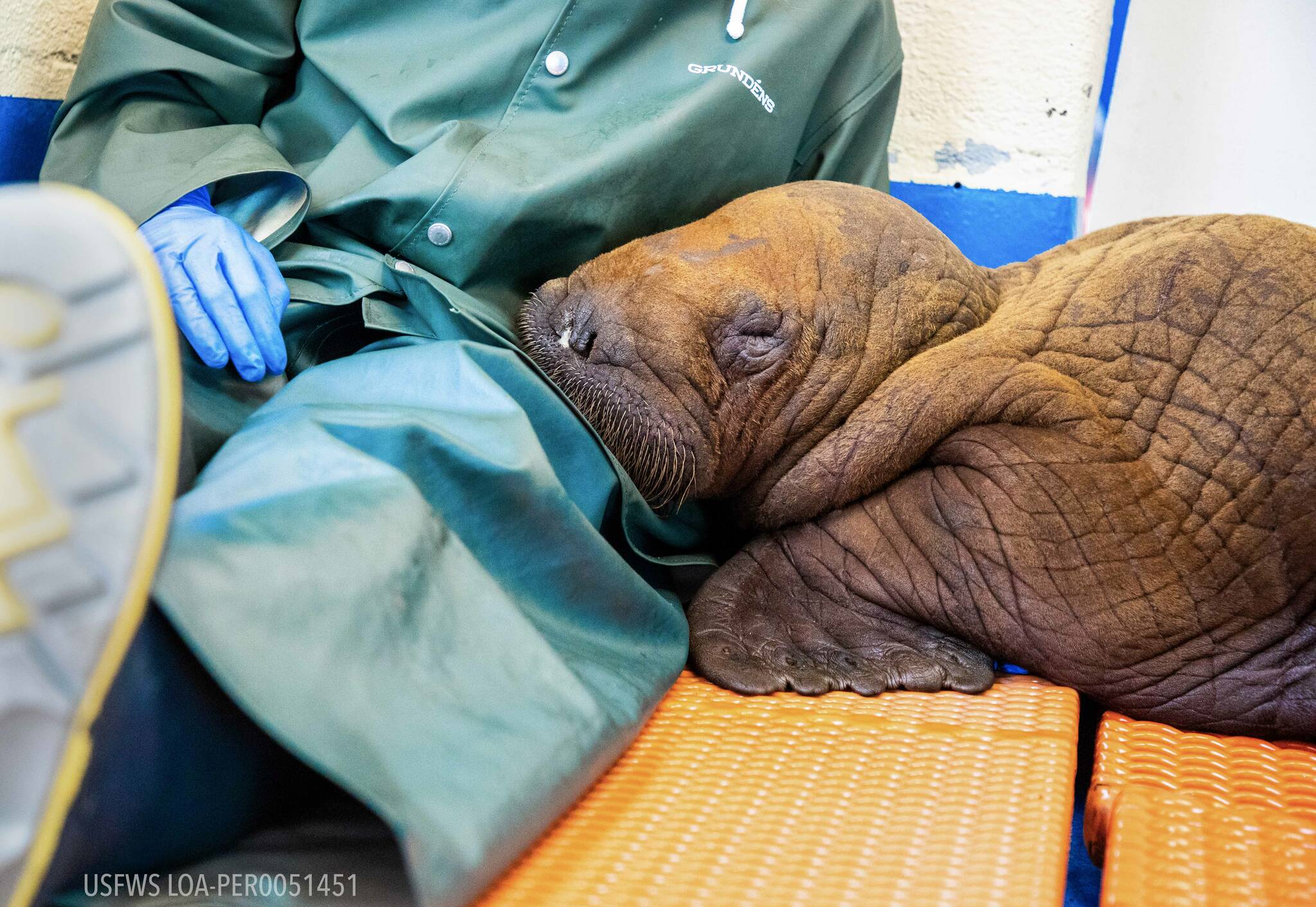 A Pacific walrus pup rests his head on the lap of an ASLC staff member after being admitted to
the Alaska SeaLife Center Wildlife Response Program on Aug. 1, 2023. Walruses are highly
tactile and social animals, receiving near-constant care from their mothers during the first two
years of life. To emulate this maternal closeness, round-the-clock “cuddling” is being provided to
ensure the calf remains calm and develops in a healthy manner. (Photo courtesy Kaiti Grant/Alaska SeaLife Center)