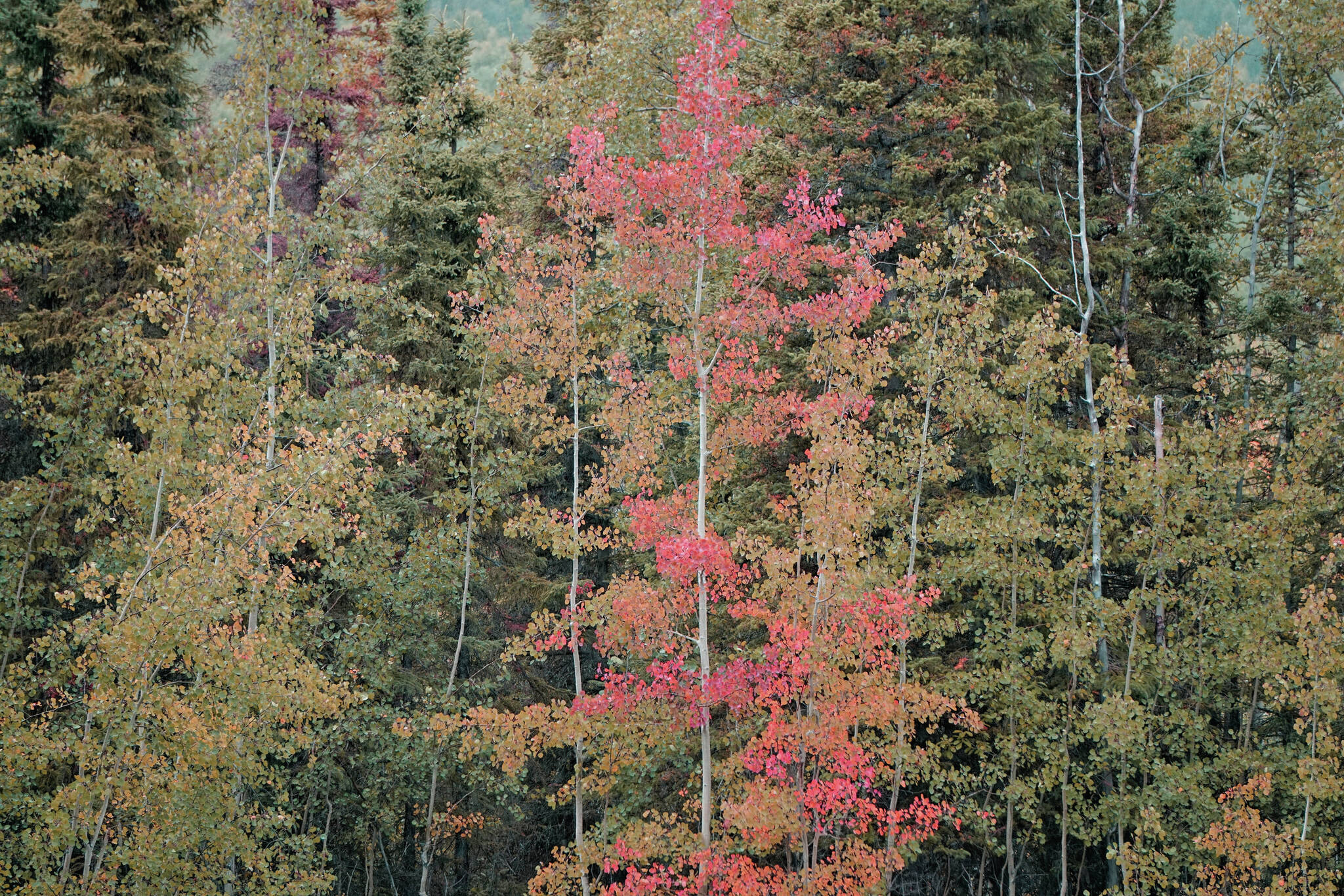 Aspen trees offer a spot of red on Saturday, Sept. 11, 2021, at the Hidden Lake Campground in the Kenai National Wildlife Refuge near Sterling, Alaska. (Photo by Michael Armstrong/Homer News)