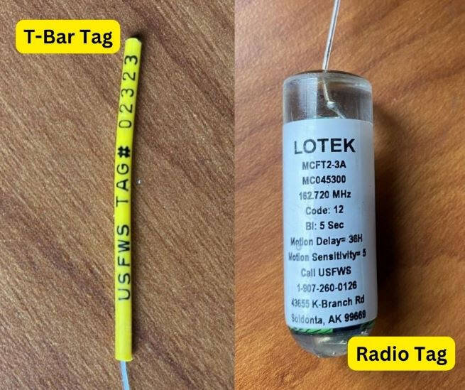 Examples of the tags that will be affixed to coho salmon caught by researchers on the Kenai River this year. (Photo courtesy Department of Fish and Game)
