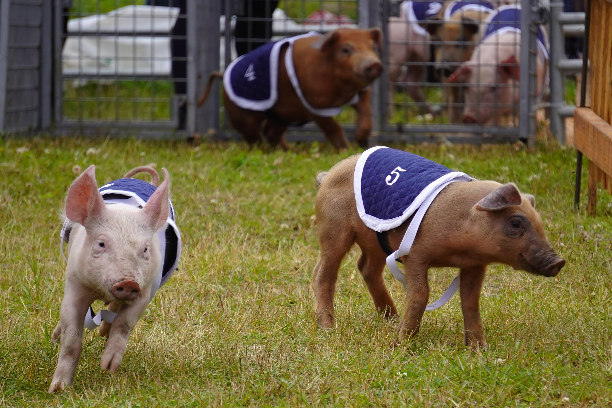 Pigs race at the Kenai Peninsula Fair in Ninilchik, Alaska, on Friday, Aug. 11, 2023. (Jake Dye/Peninsula Clarion)
