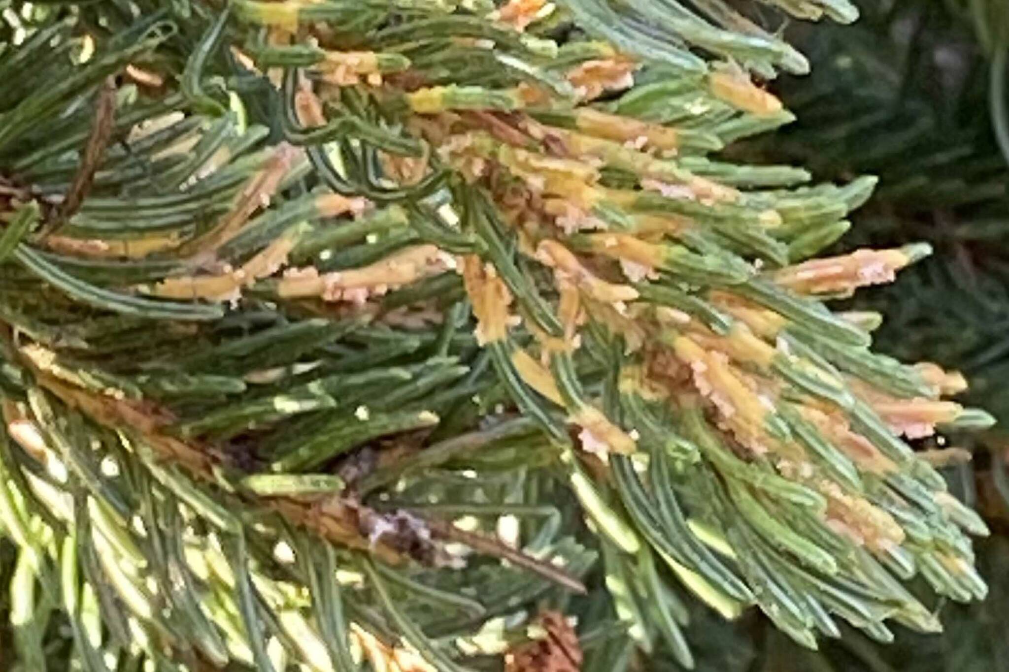 A close-up view of spruce tip rust on spruce tips on the Kenai Peninsula. (Photo by USFWS/Kris Inman)