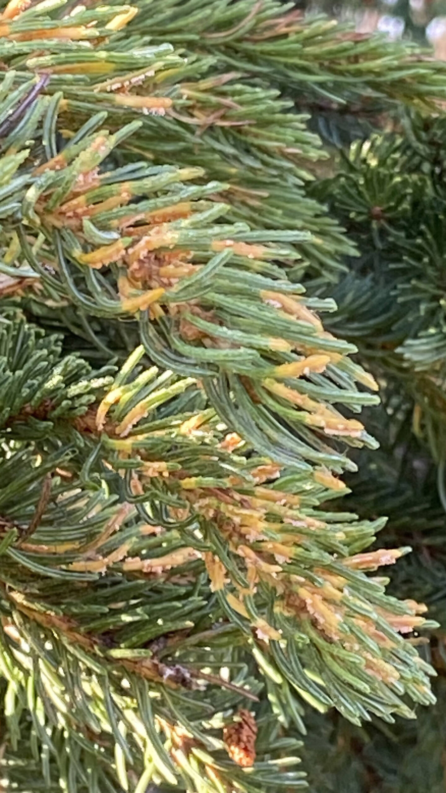 A close-up view of spruce tip rust on spruce tips on the Kenai Peninsula. (Photo by USFWS/Kris Inman)