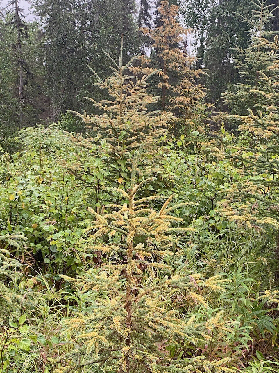 Spruce trees on the Kenai Peninsula show the magnitude of spruce tip rust this year. (Photo by Todd Esklin/USFWS)