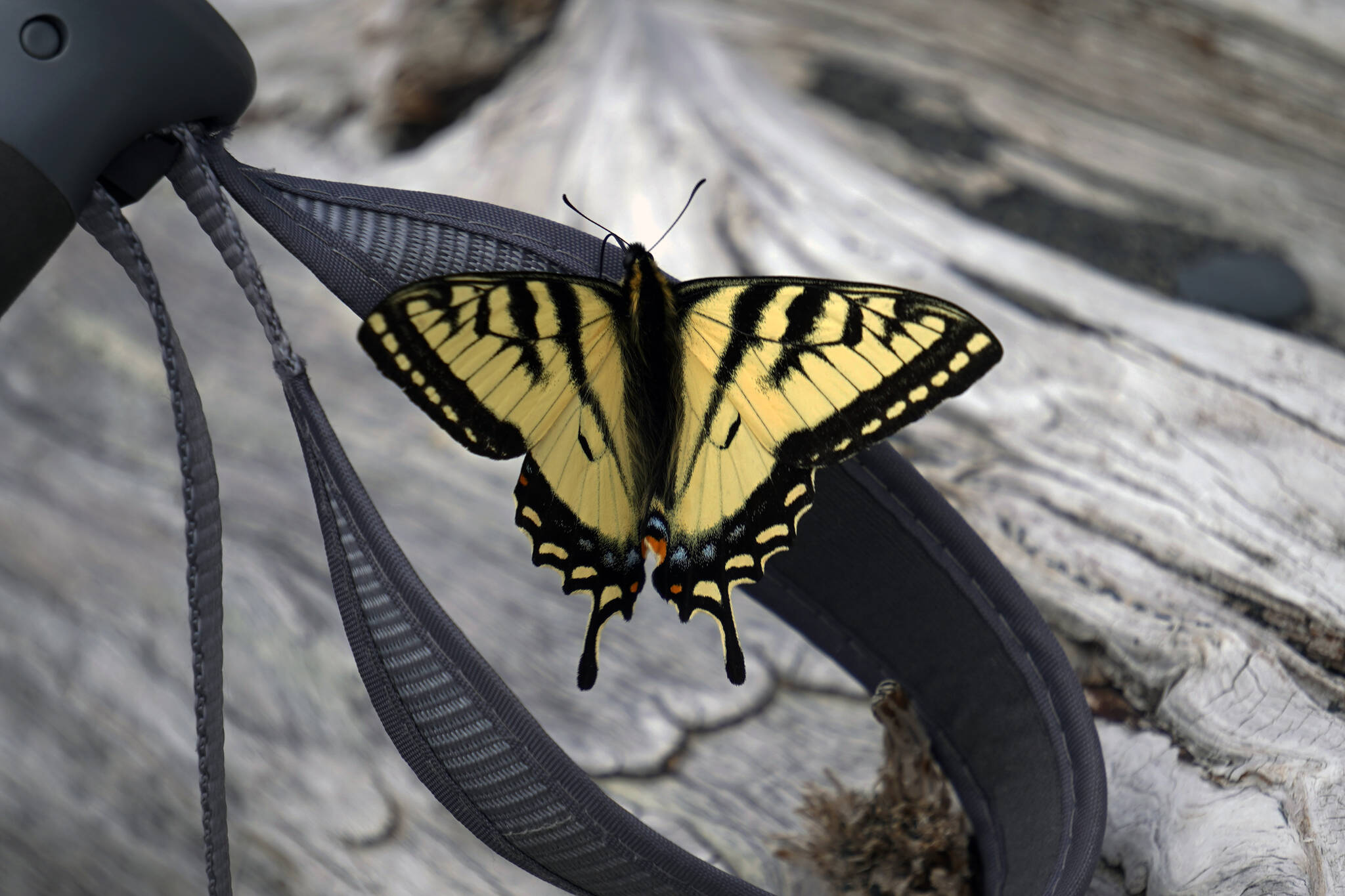 A very scary butterfly is seen at the side of a lake along Hidden Creek Trail near Cooper Landing, Alaska, on July 8, 2023. (Photo courtesy Ashley Every)