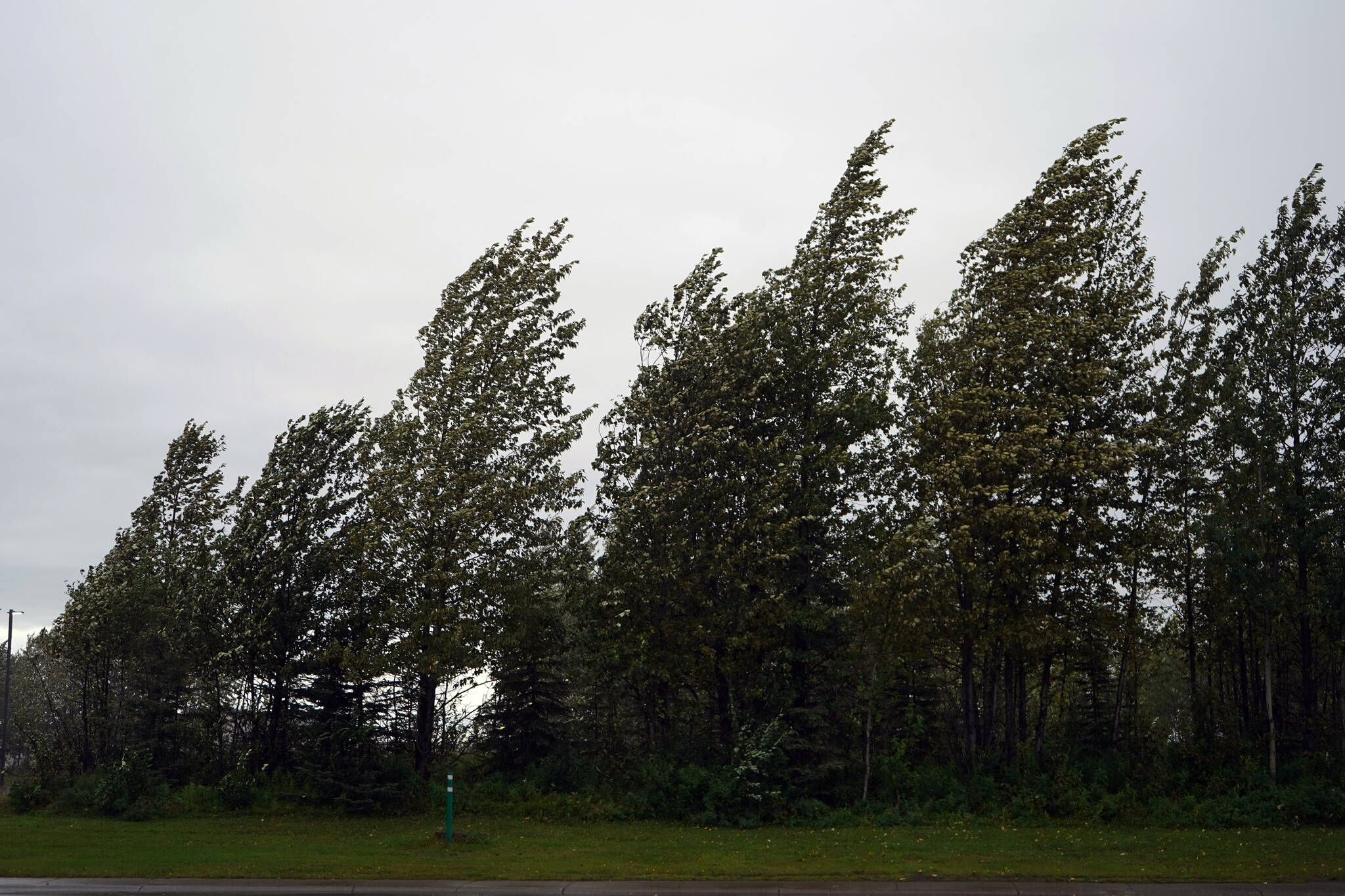 Trees flex under the wind outside the Peninsula Clarion offices in Kenai, Alaska, on Thursday, Aug. 31, 2023. (Jake Dye/Peninsula Clarion)