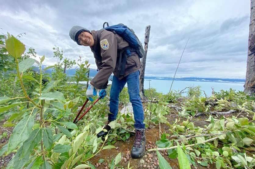 Ryan Chen lopping seasonal growth at a vista on Emma Lake Trail during a weeklong camping trip. (Photo by Shea Imgarten)