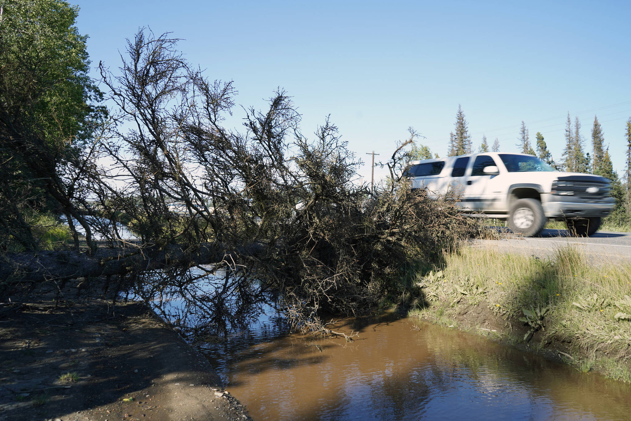 A fallen tree reaches onto Kalifornky Beach Road in Soldotna, Alaska, as cars drive by on Friday, Sept. 1, 2023. (Jake Dye/Peninsula Clarion)