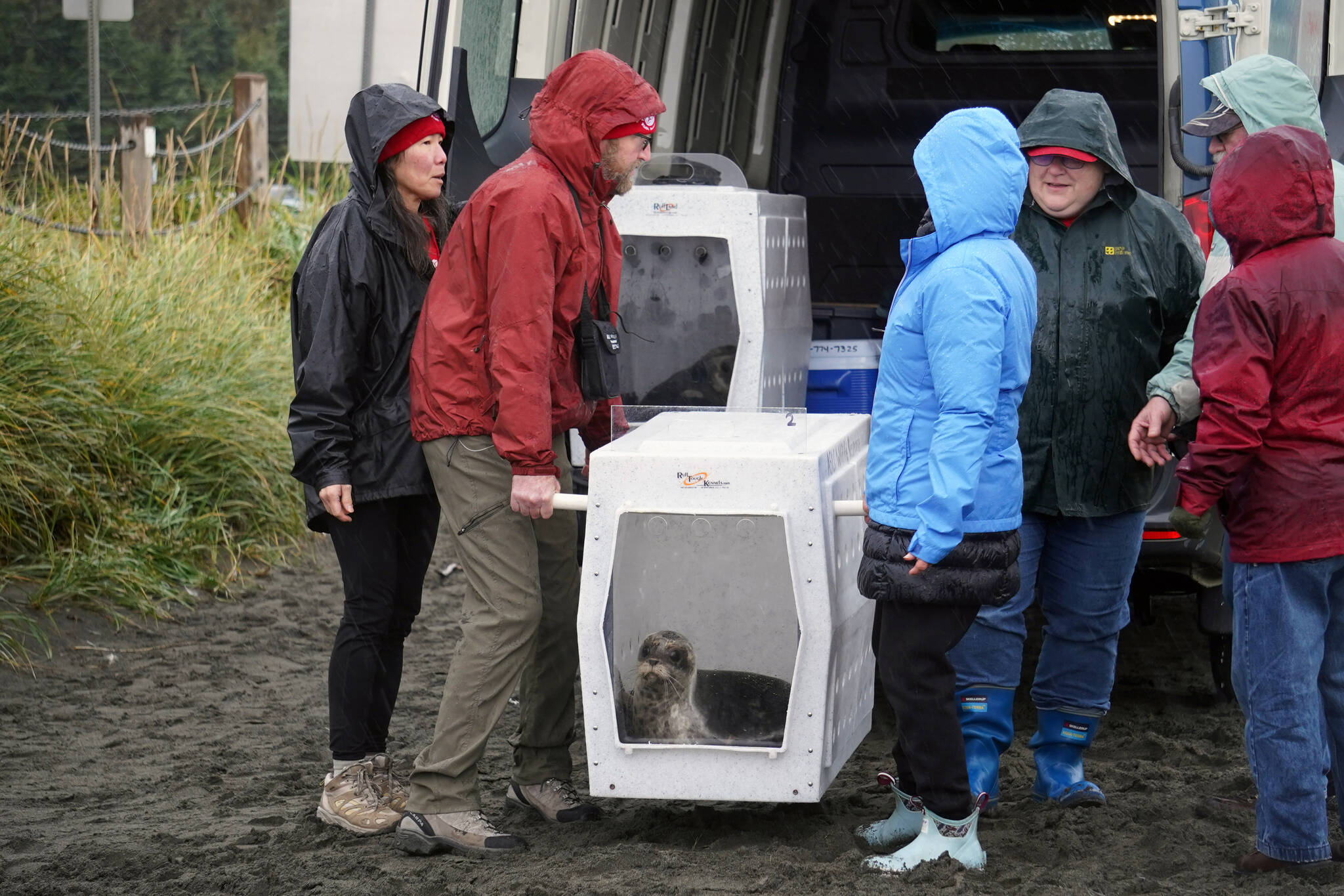 A harbor seal rescued earlier this year by the Alaska SeaLife Center, Darth Tater, is carried from a truck for release on the Kenai Beach in Kenai, Alaska, on Thursday, Sept. 7, 2023. (Jake Dye/Peninsula Clarion)