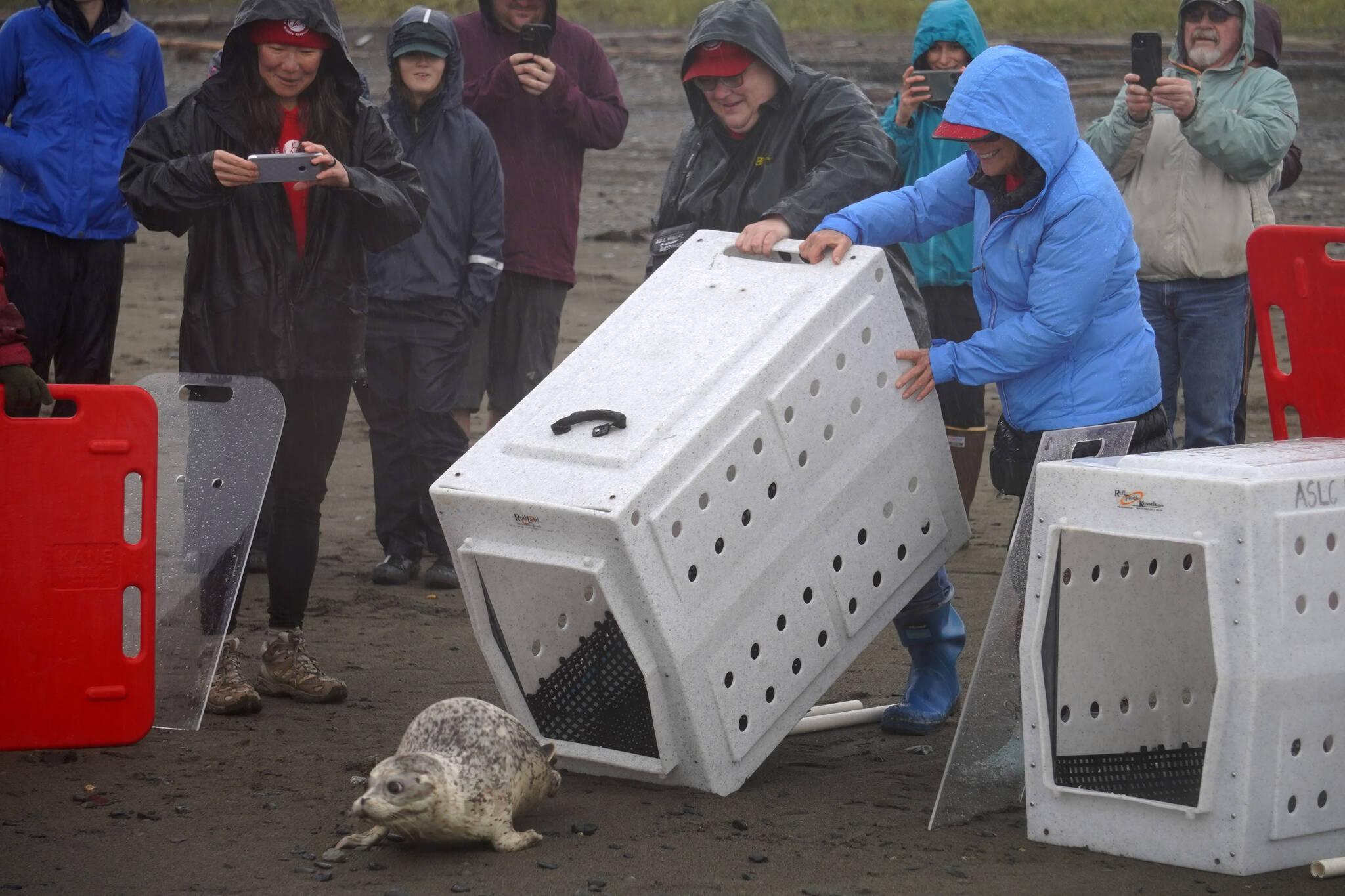 A harbor seal rescued earlier this year by the Alaska SeaLife Center, Tuber, is released on the Kenai Beach in Kenai, Alaska, on Thursday, Sept. 7, 2023. (Jake Dye/Peninsula Clarion)