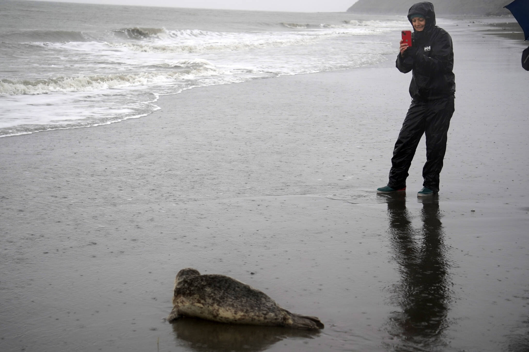 A harbor seal rescued earlier this year by the Alaska SeaLife Center, Tuber, looks at one of dozens of spectators after being released on the Kenai Beach in Kenai, Alaska, on Thursday, Sept. 7, 2023. (Jake Dye/Peninsula Clarion)