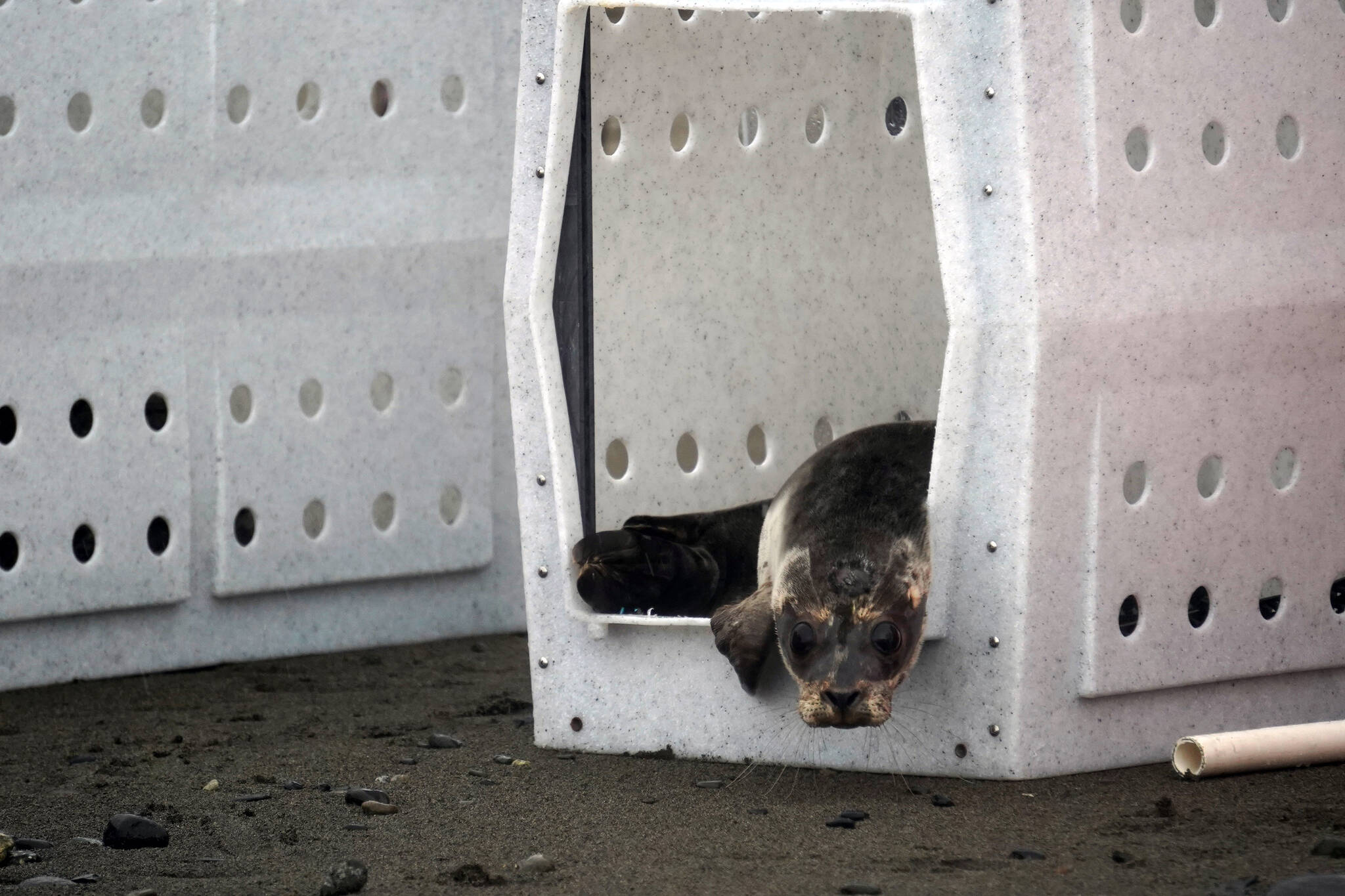 A harbor seal rescued earlier this year by the Alaska SeaLife Center, Darth Tater, peeks out from a kennel on the Kenai Beach in Kenai, Alaska, on Thursday, Sept. 7, 2023. (Jake Dye/Peninsula Clarion)