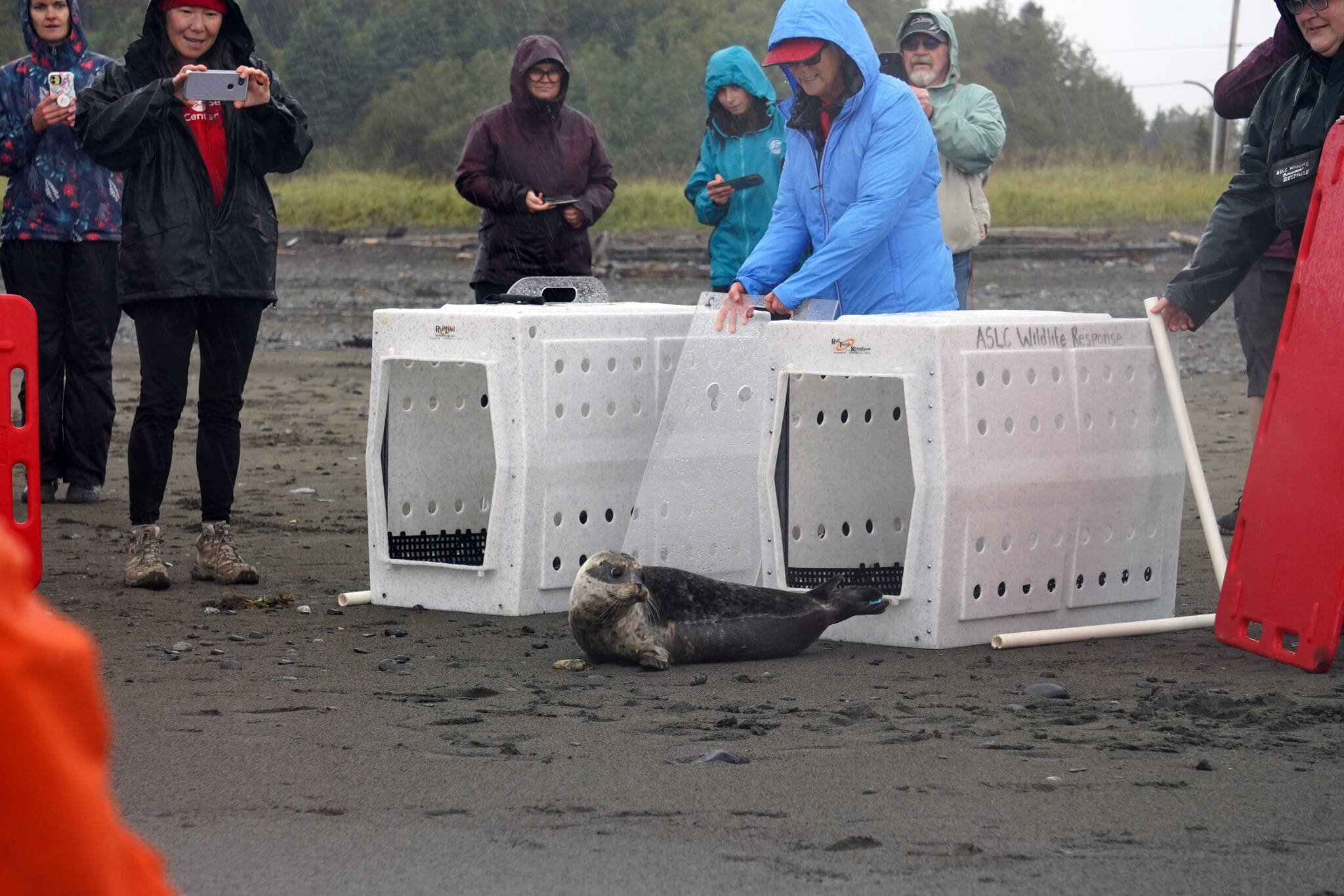 A harbor seal rescued earlier this year by the Alaska SeaLife Center, Darth Tater, is released on the Kenai Beach in Kenai, Alaska, on Thursday, Sept. 7, 2023. (Jake Dye/Peninsula Clarion)