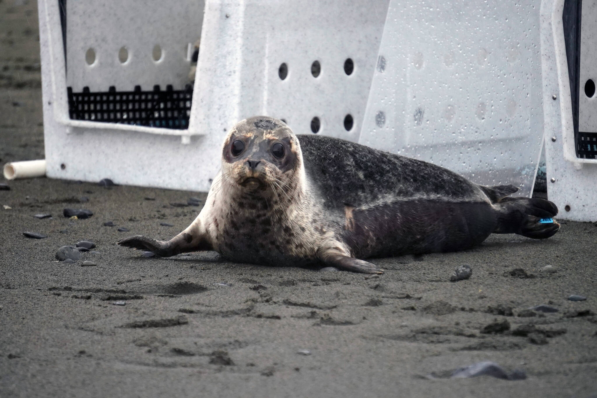 A harbor seal rescued earlier this year by the Alaska SeaLife Center, Darth Tater, is released on the Kenai Beach in Kenai, Alaska, on Thursday, Sept. 7, 2023. (Jake Dye/Peninsula Clarion)