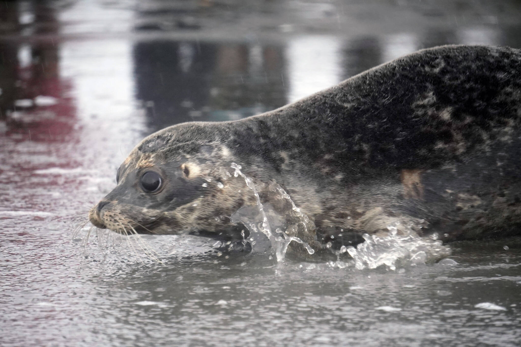 A harbor seal rescued earlier this year by the Alaska SeaLife Center, Darth Tater, enters the waters of Cook Inlet on the Kenai Beach in Kenai, Alaska, on Thursday, Sept. 7, 2023. (Jake Dye/Peninsula Clarion)
