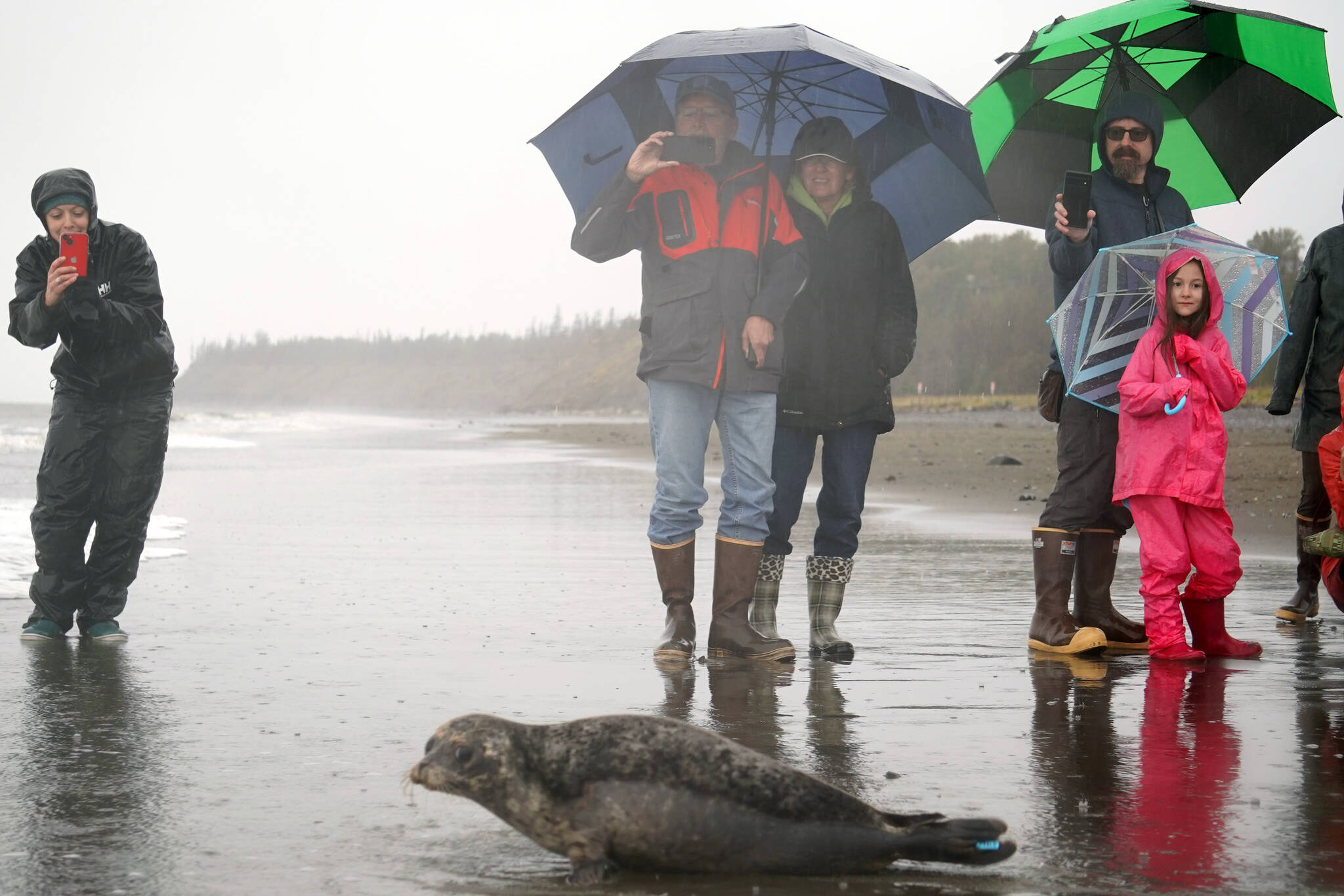 A harbor seal rescued earlier this year by the Alaska SeaLife Center, Darth Tater, enters the waters of Cook Inlet before crowds and cameras on the Kenai Beach in Kenai, Alaska, on Thursday, Sept. 7, 2023. (Jake Dye/Peninsula Clarion)