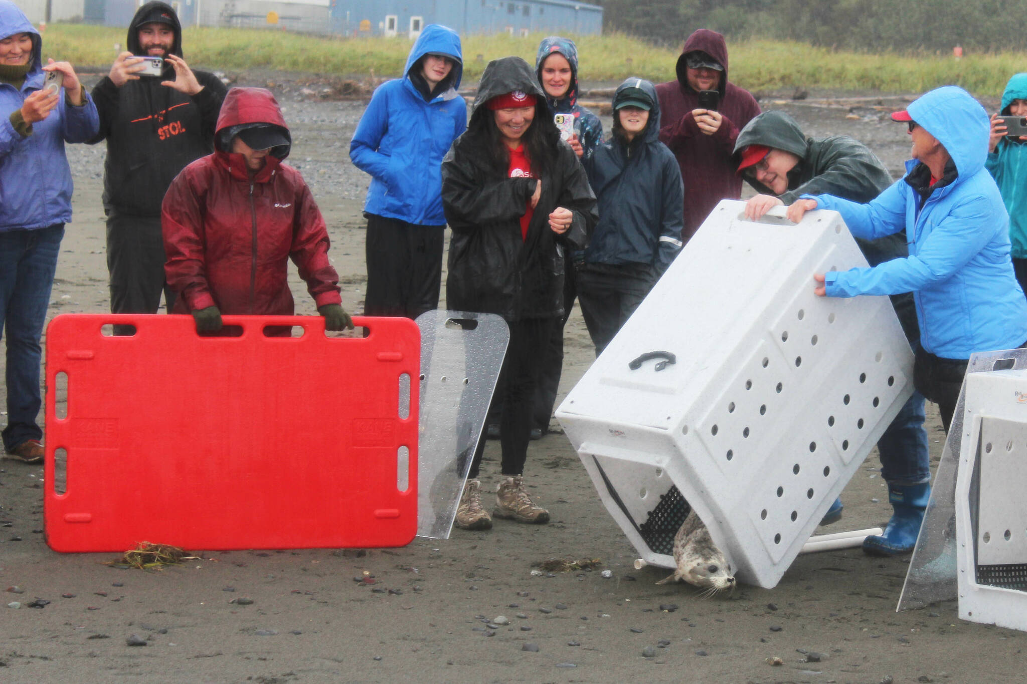 Staff from the Alaska SeaLife Center help release two harbor seal pups into Cook Inlet on Thursday, Sept. 7, 2023 in Kenai, Alaska. (Ashlyn O’Hara/Peninsula Clarion)