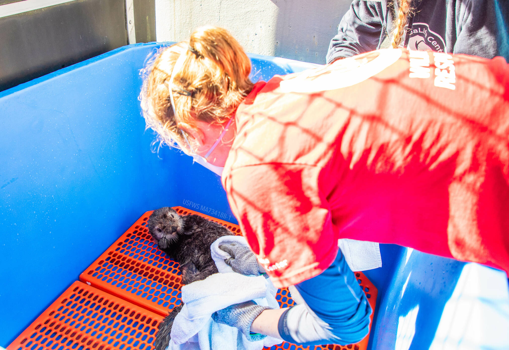 A female northern sea otter rescued in Kenai on Monday, Sept. 4, 2023, is seen at the Alaska SeaLife Center in Seward, Alaska. (Photo courtesy Kaiti Grant/Alaska SeaLife Center)