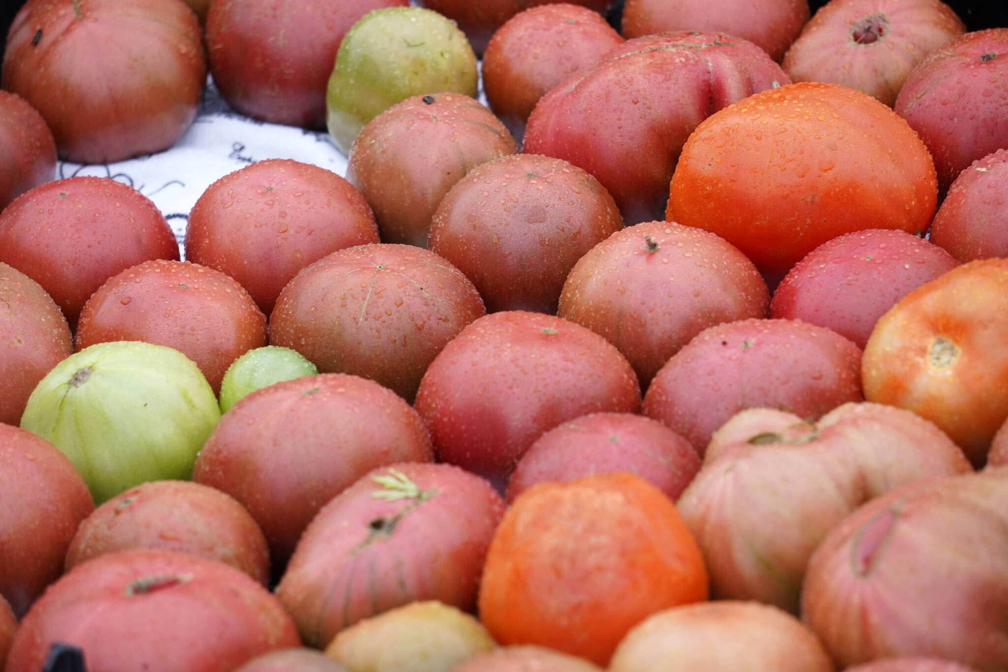 Tomatoes are ready for sale during the Harvest Moon Local Food Festival at Soldotna Creek Park in Soldotna, Alaska, on Saturday, Sept. 16, 2023. (Jake Dye/Peninsula Clarion)