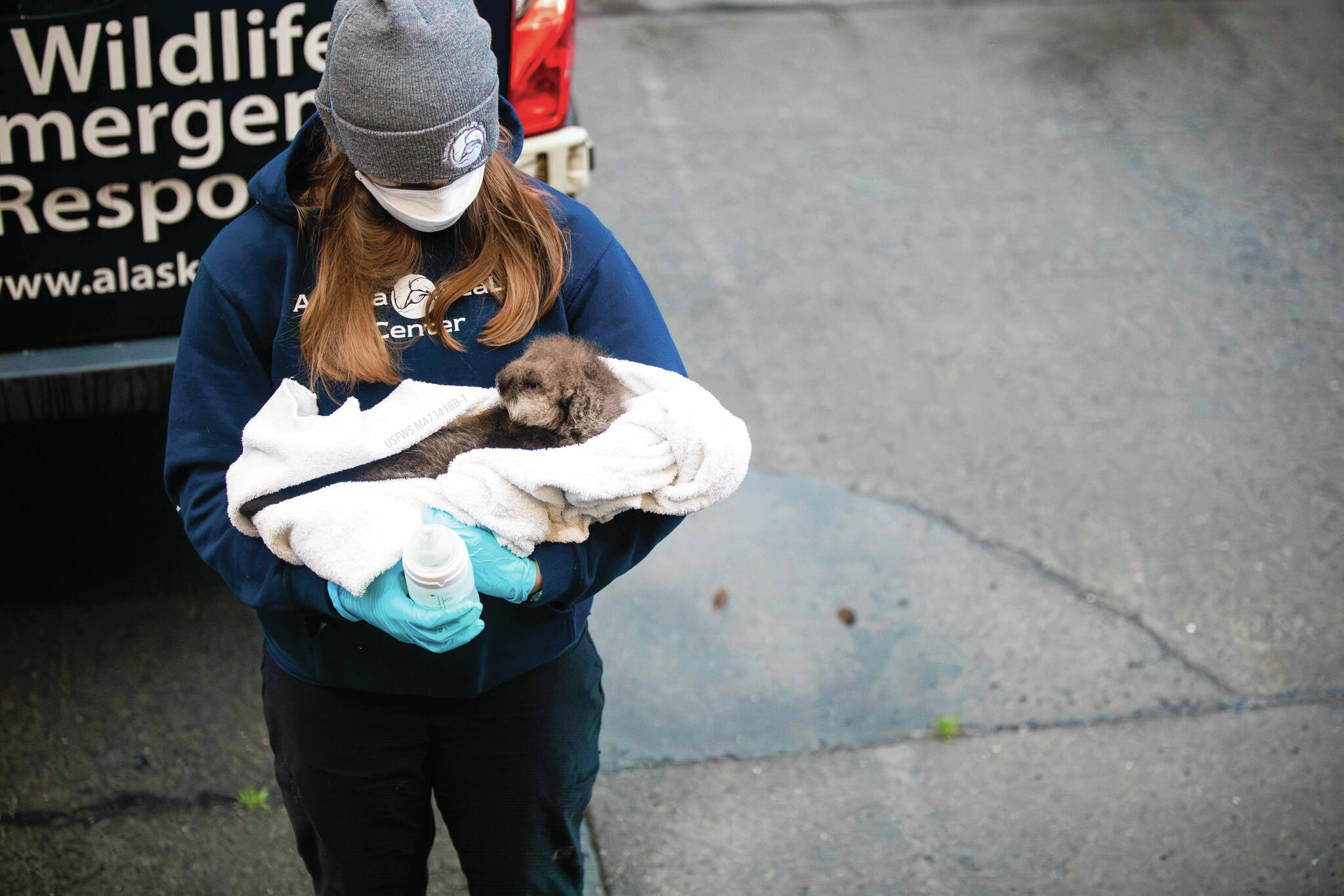 Alaska SeaLife Center veterinary technician Jessica Davis carries a newborn otter pup patient into the Alaska SeaLife Center Veterinary clinic for an initial admit exam on Sept. 9. The otter pup was admitted to the ASLC Wildlife Response Program after witnesses watched orcas attack the pup’s mother. (Photo courtesy Peter Sculli/Alaska SeaLife Center)