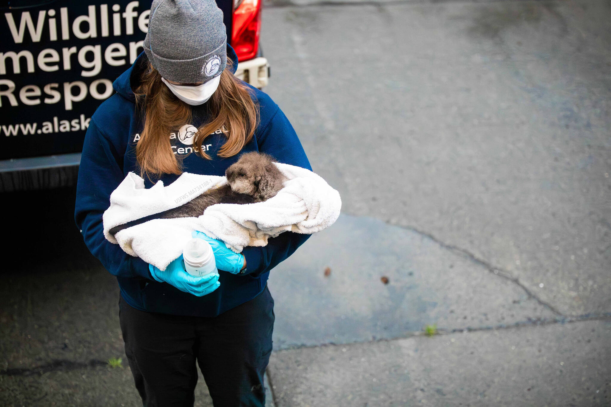 Alaska SeaLife Center veterinary technician Jessica Davis carries a newborn otter pup patient into the Alaska SeaLife Center Veterinary clinic for an initial admit exam on Sept. 9, 2023. The otter pup was admitted to the ASLC Wildlife Response Program after witnesses watched orcas attack the pup’s mother. (Photo courtesy Peter Sculli/Alaska SeaLife Center)