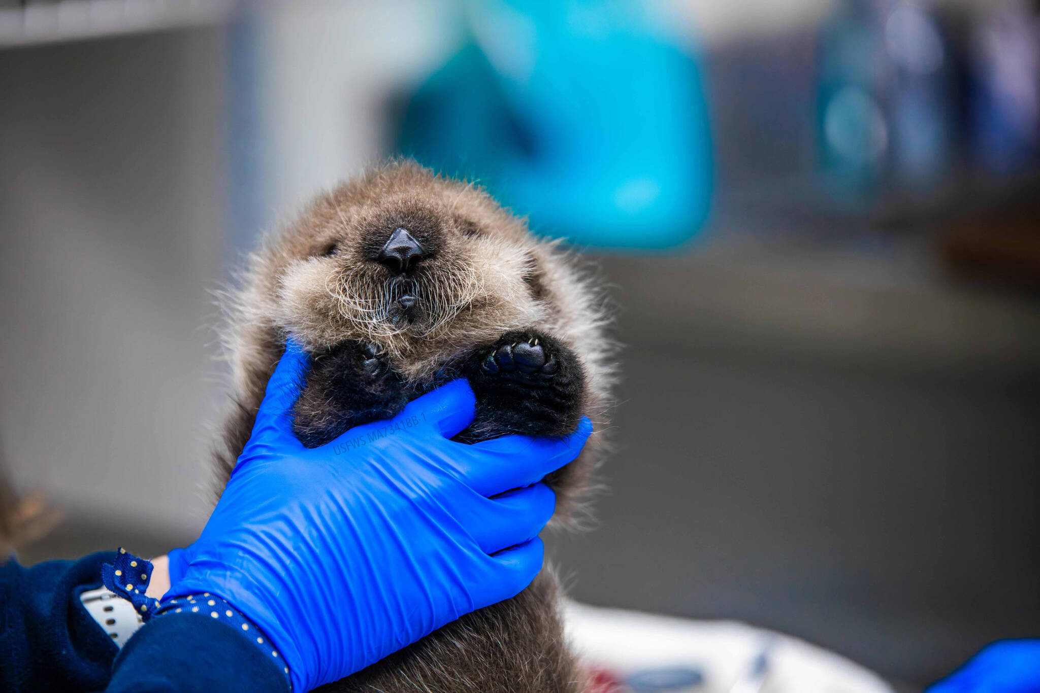 Alaska SeaLife Center veterinary technician Jessica Davis holds the newborn otter pup patient who was admitted into the Alaska SeaLife Center Wildlife Response Program on Sept. 9, 2023. The pup was estimated to be less than a day old when it was admitted as a patient. (Photo courtesy Peter Sculli/Alaska SeaLife Center)