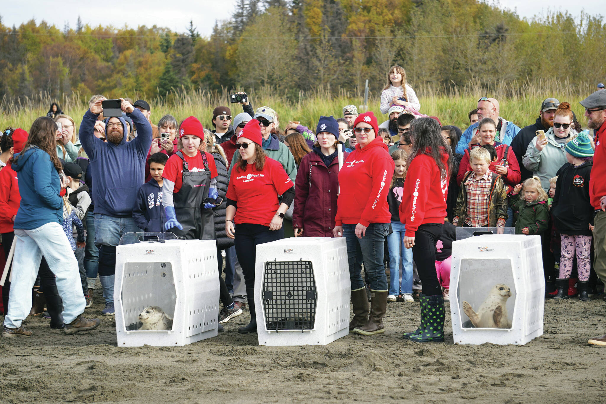 Jake Dye/Peninsula Clarion
Seals rescued earlier this summer by the Alaska SeaLife Center await release on the North Kenai Beach on Saturday.