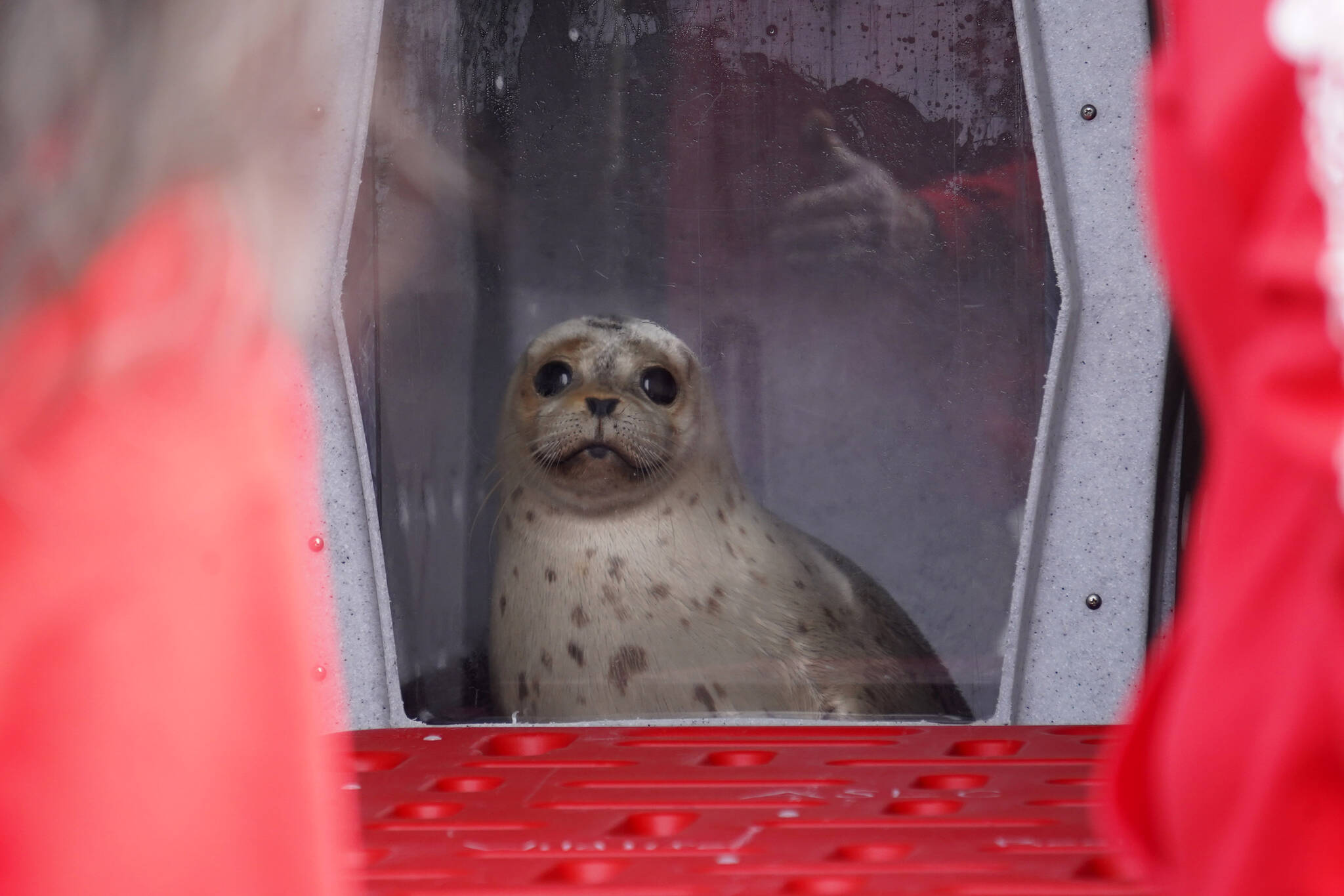 A seal rescued earlier this summer by the Alaska SeaLife Center awaits release on the North Kenai Beach in Kenai, Alaska, on Saturday, Sept. 23, 2023. (Jake Dye/Peninsula Clarion)