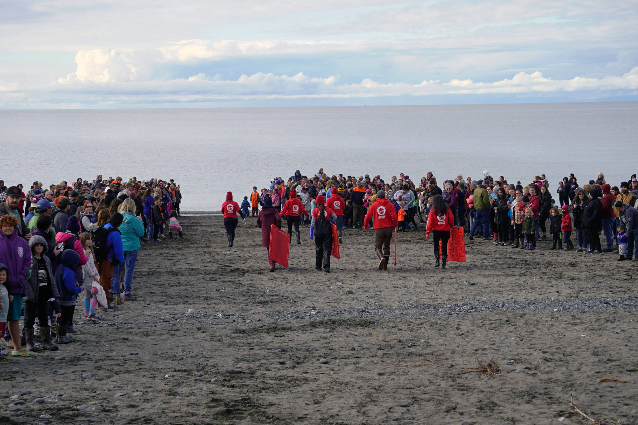 Alaska SeaLife Center staff part the crowd before releasing three harbor seals at North Kenai Beach in Kenai, Alaska, on Saturday, Sept. 23, 2023. (Jake Dye/Peninsula Clarion)