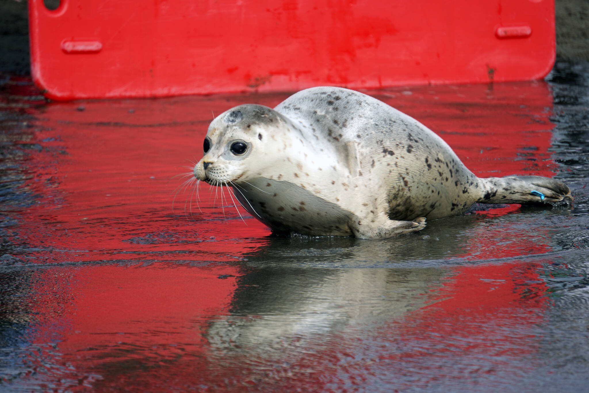 A seal released by the Alaska SeaLife Center moves towards the waters of Cook Inlet on the North Kenai Beach in Kenai, Alaska, on Saturday, Sept. 23, 2023. (Jake Dye/Peninsula Clarion)