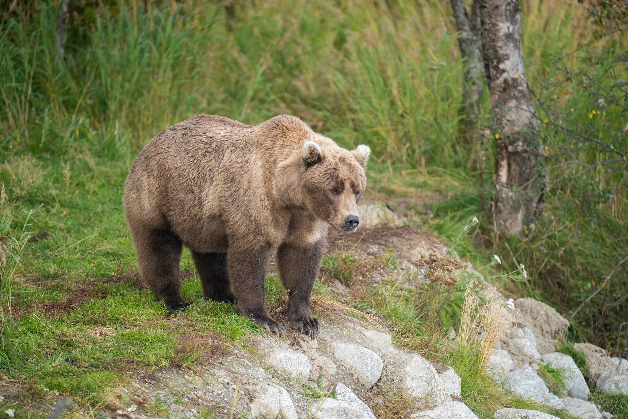 Bear 901, a first-time mother, stands in Katmai National Park, Alaska. She’ll find herself in competition with Bear 402 in Fat Bear Week voting on Tuesday. (Photo courtesy K. Moore/National Park Service)
