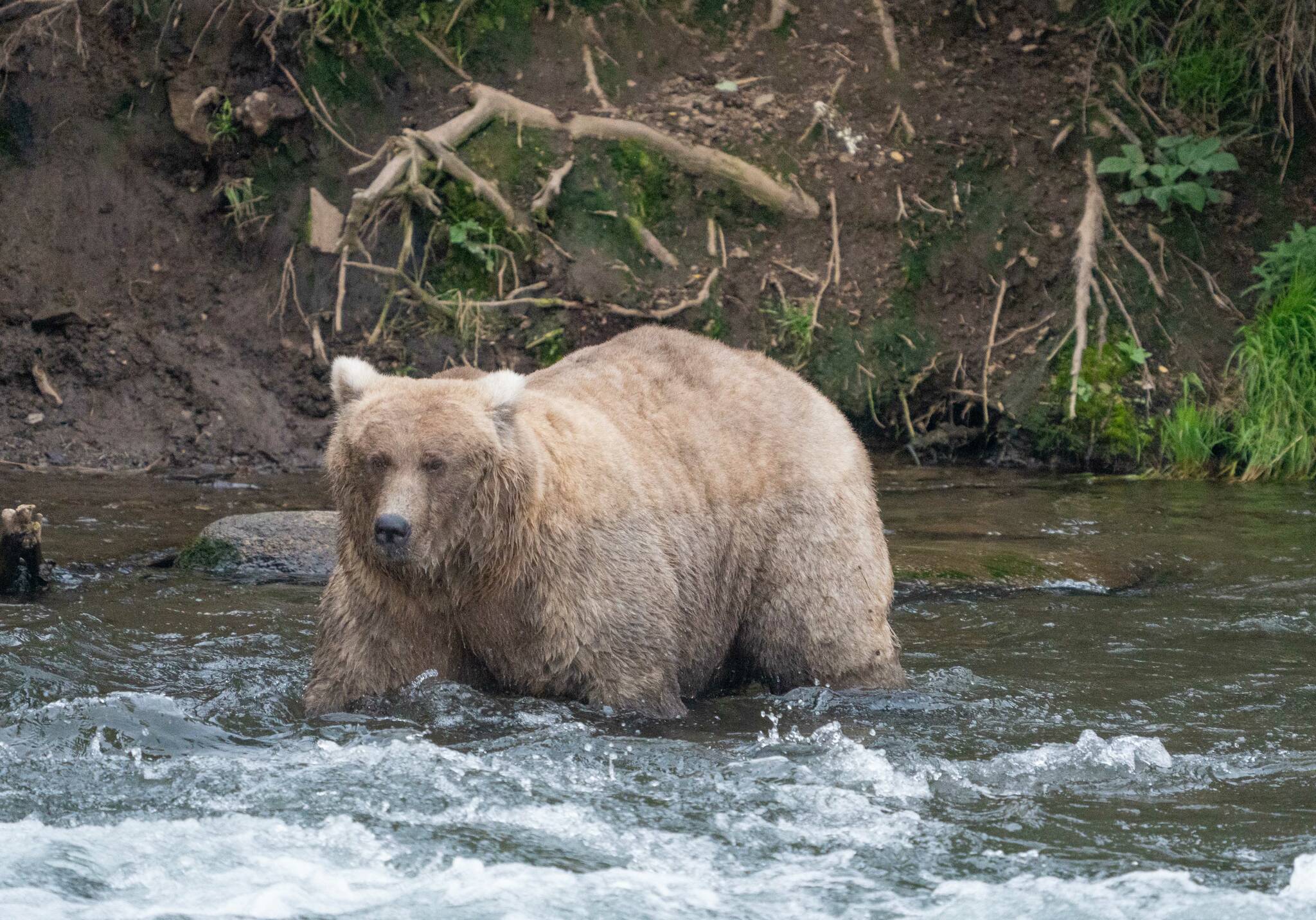 Bear 128 Grazer, with her recognizable blonde ears, wades through the water of the Brooks River in Katmai National Park, Alaska. On Thursday, she’ll compete with Bear 151 Walker to advance in Fat Bear Week. (Photo courtesy Felicia Jimenez/National Park Service)