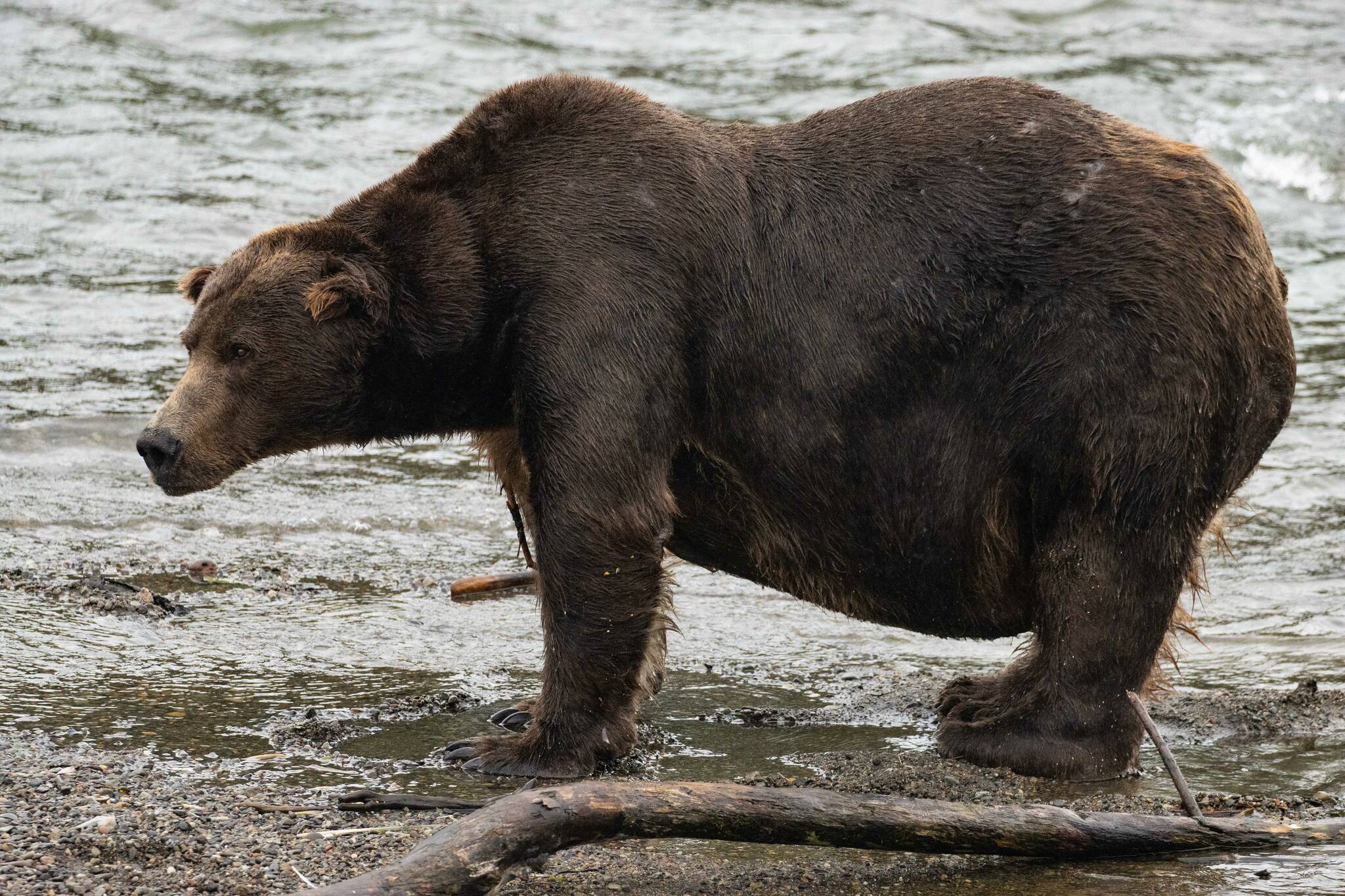 Bear 747, defending Fat Bear Week Champion, stands on the bank of the Brooks River in Katmai National Park, Alaska. The winner of a Thursday matchup between Bear 128 Grazer and Bear 151 Walker will meet 747 in Fat Bear Week competition on Saturday. (Photo courtesy C. Cravatta/National Park Service)