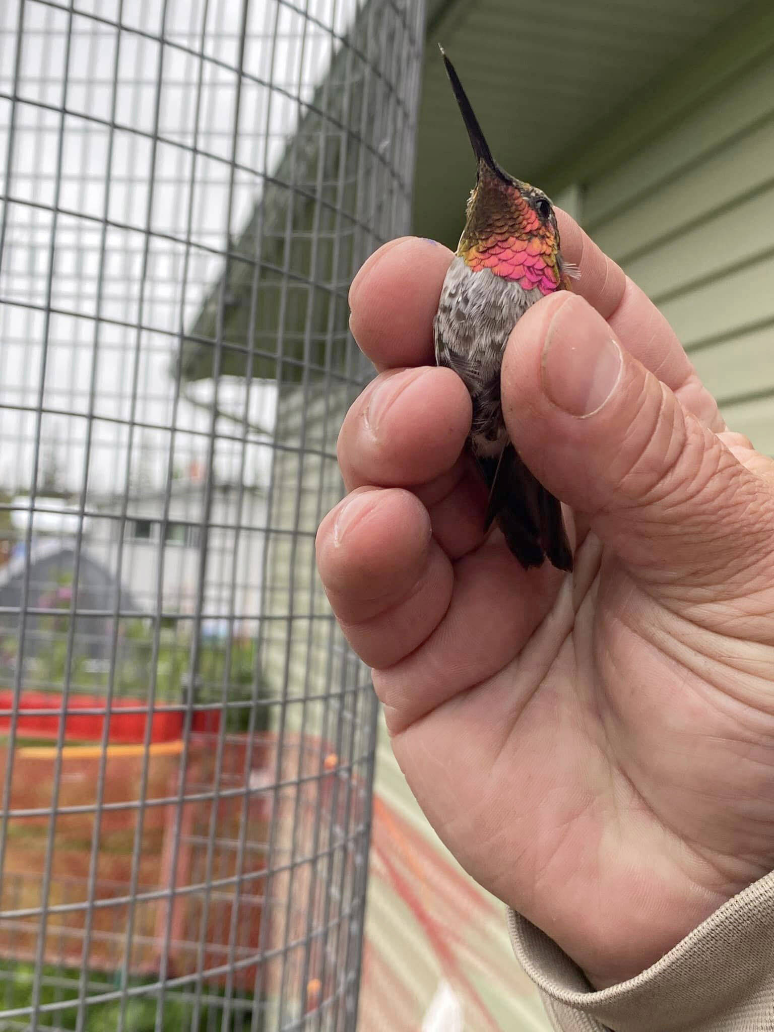This adult male Anna’s hummingbird was captured, banded and released in Soldotna, Alaska, in June 2023. (Photo by T. Eskelin, USFWS)