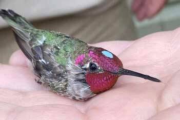 The banded Annaճ hummingbird is being released and flew away seconds after the photo was taken. (Photo by T. Eskelin, USFWS)