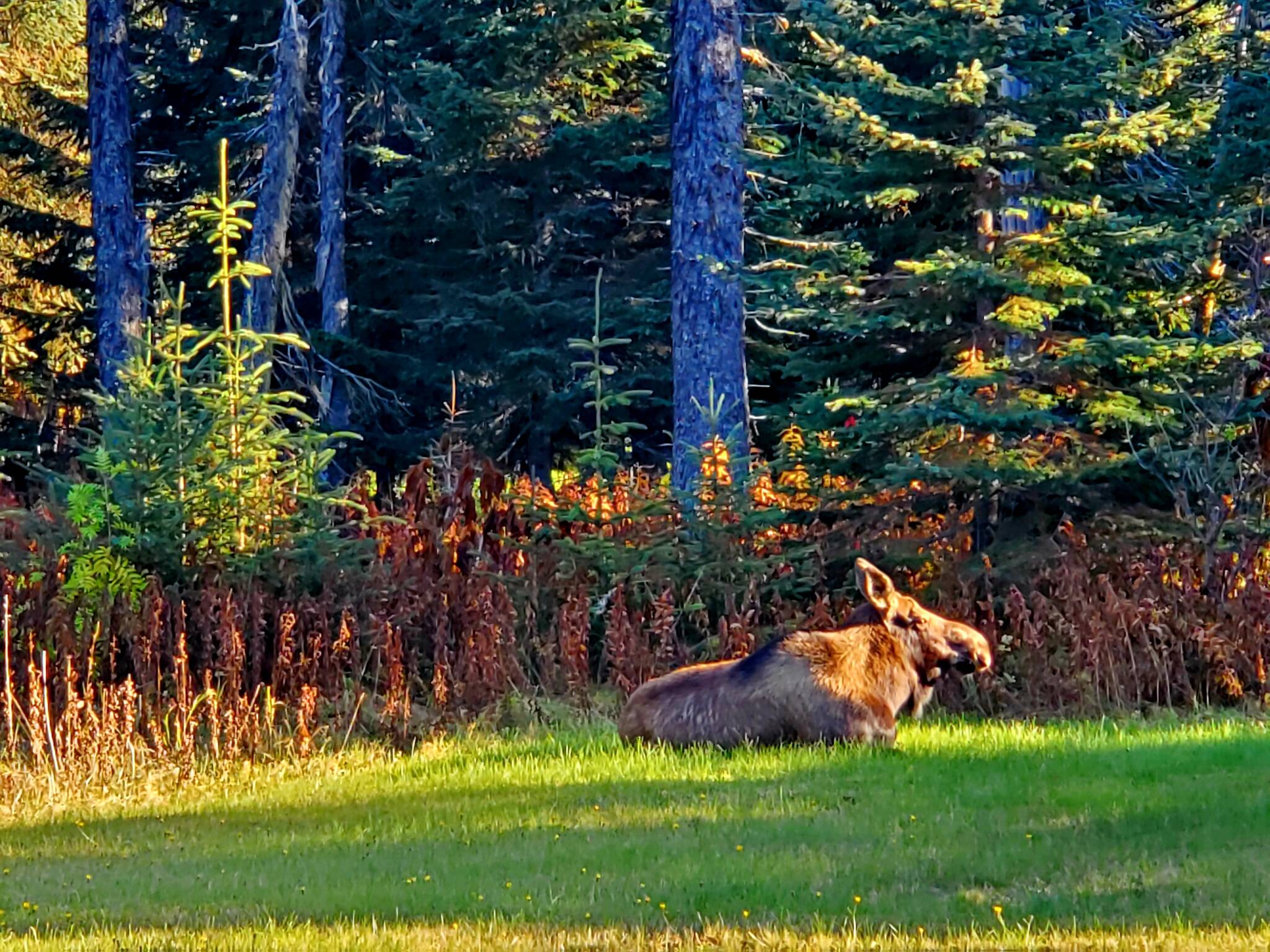 A female moose sunbathes in October 2023 in Anchor Point, Alaska. (Delcenia Cosman/Homer News)