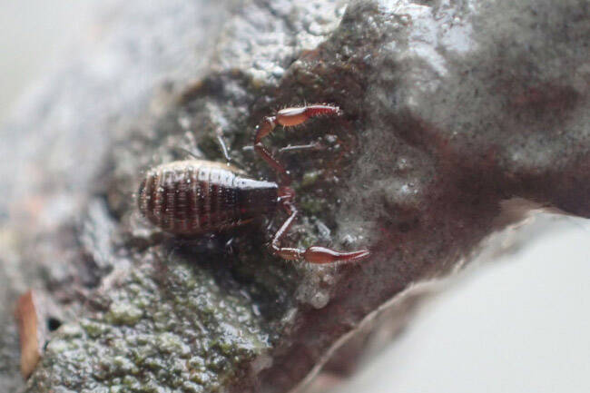 The intertidal pseudoscorpion (Halobisium occidentale) is the second species of pseudoscorpion to be documented on the Kenai National Wildlife Refuge. (Photo courtesy USFWS)