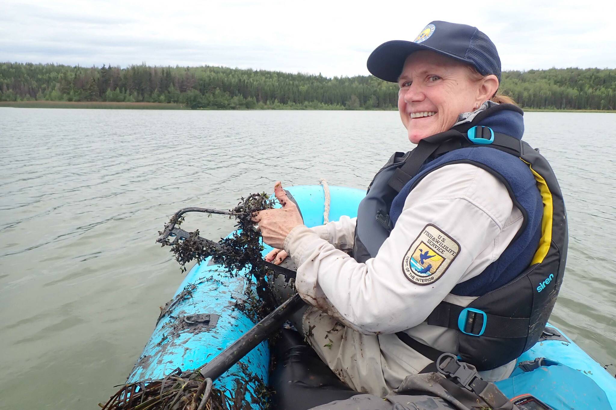 Friends of Alaska National Wildlife Refuges volunteer Beth Sullivan surveys for the invasive plant elodea at Campfire Lake on the Kenai National Wildlife Refuge on Aug. 30, 2023. Here she pulled up a rake full of star duckweed (Lemna trisulca). (Photo by Matt Bowser/USFWS)