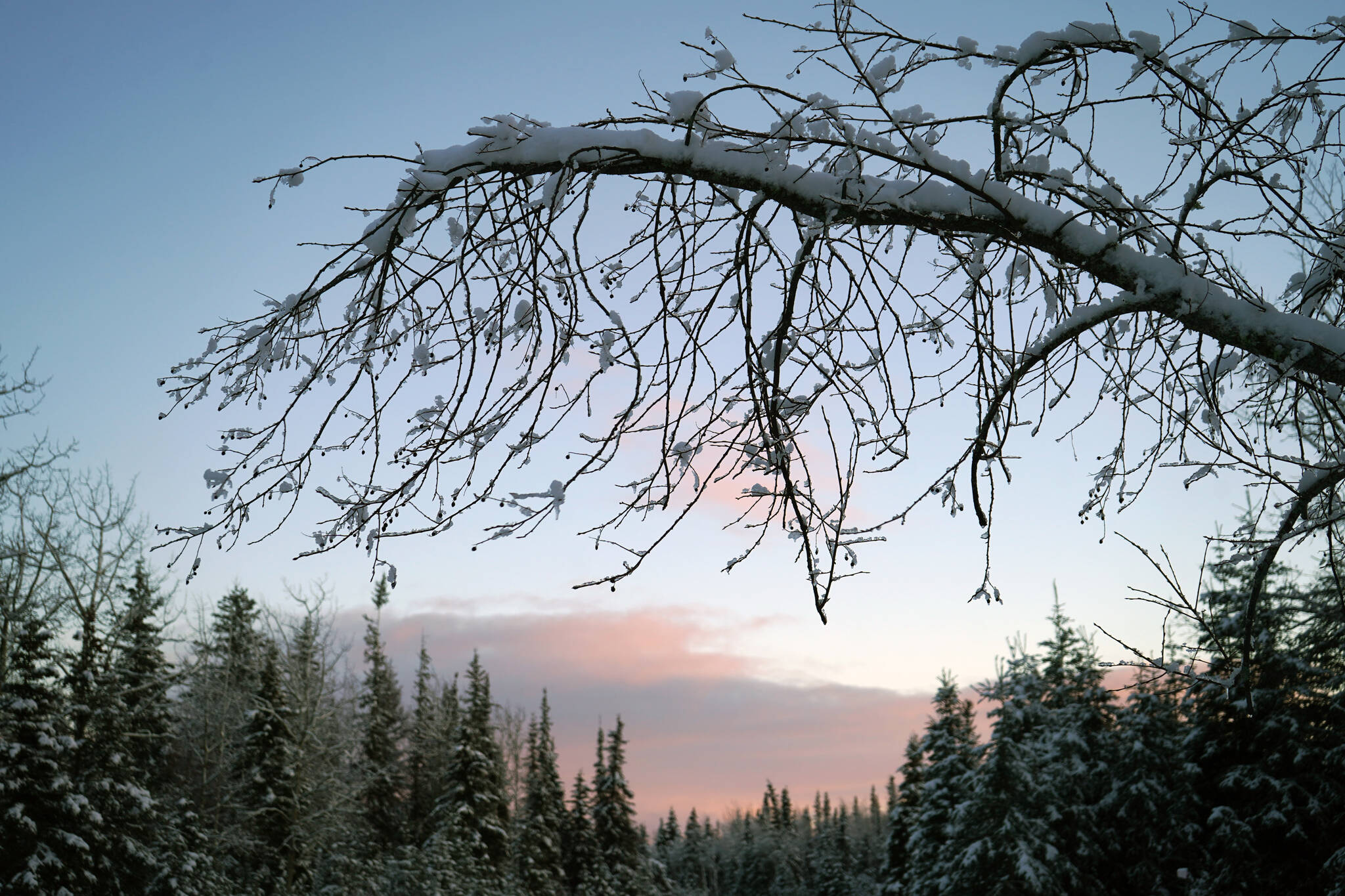 Snow covers a branch hanging over Watergate Way in Kenai, Alaska, on Thursday, Nov. 9, 2023. (Jake Dye/Peninsula Clarion)