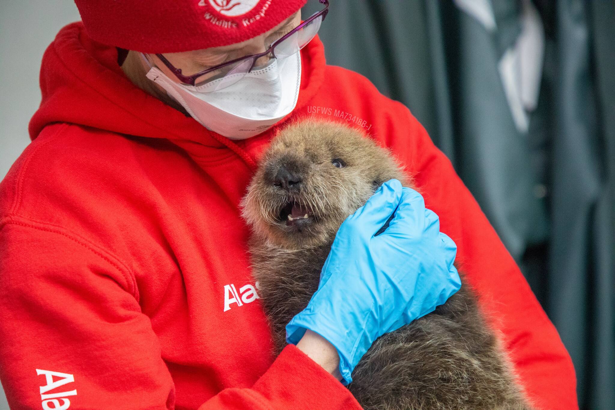 A newly rescued sea otter pup receives care from the Alaska SeaLife Center’s Wildlife Response Program in Seward, Alaska, on Tuesday, Oct. 31, 2023. (Photo courtesy Peter Sculli/Alaska SeaLife Center)