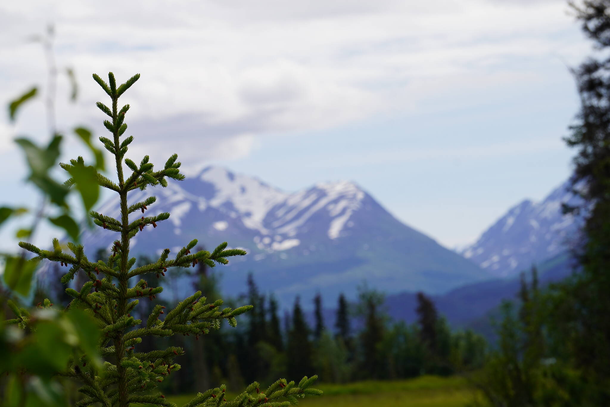 Trees and mountains are seen from Hidden Creek Trail near Cooper Landing, Alaska, on July 8, 2023. (Jake Dye/Peninsula Clarion)