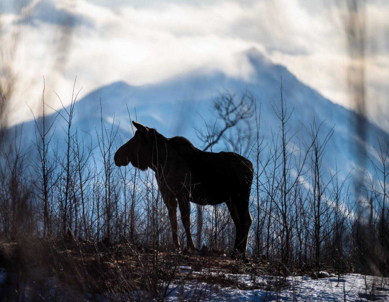 Young samplings are better than a muffin to this moose on the Kenai National Wildlife Refuge. (Photo by Colin Canterbury/USFWS)